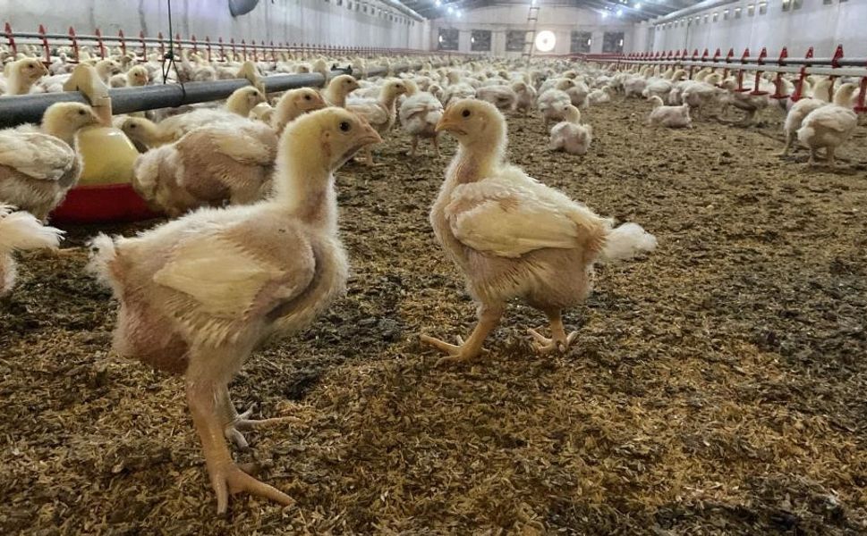 Üreticilere Kuş Gribi riski uyarısı