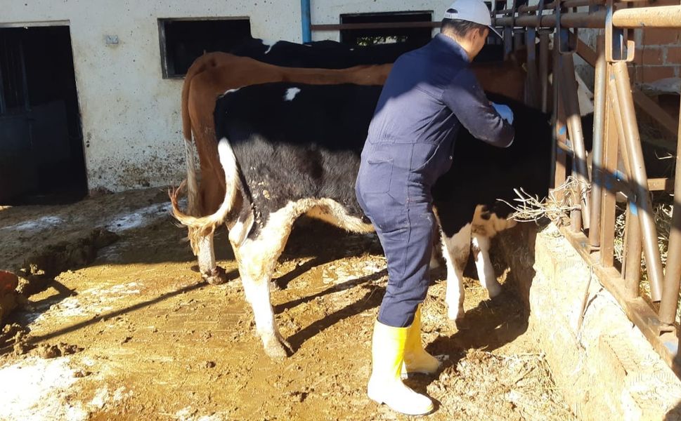 Aydın’da şap hastalığına karşı aşılama çalışmaları sürüyor