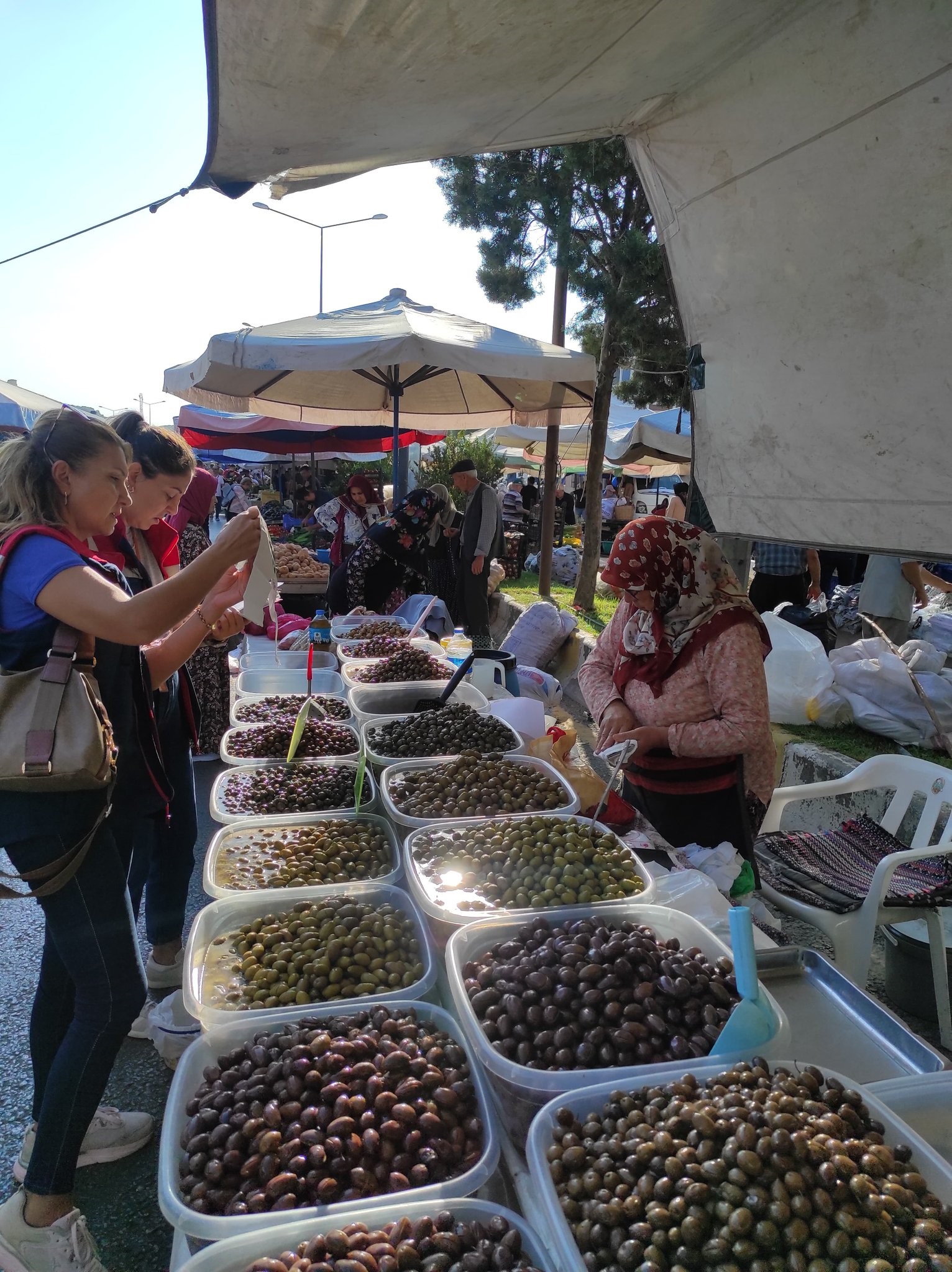 Aydın’da Zeytinyağı Alarmı (4)