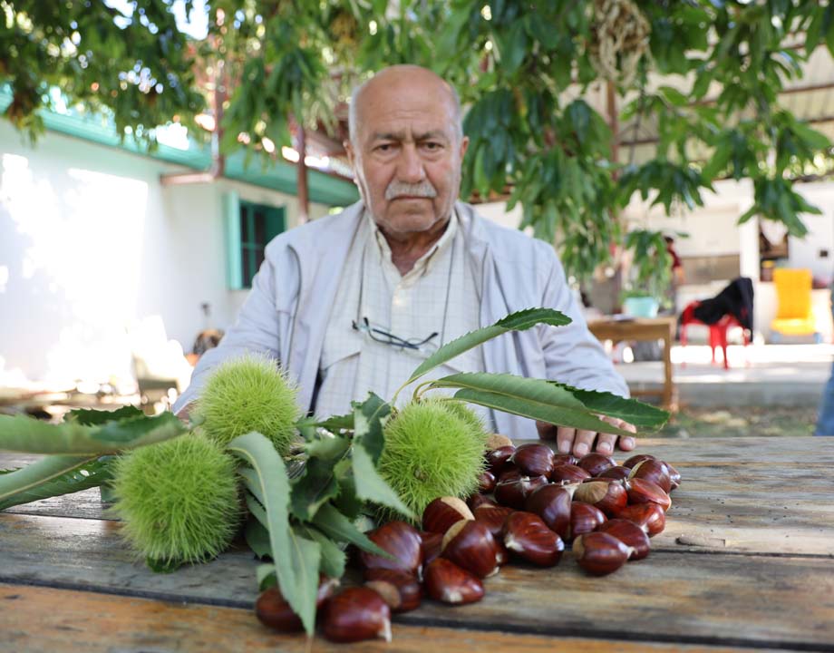 Aydın Dağlarında Kestane Telaşı (2)