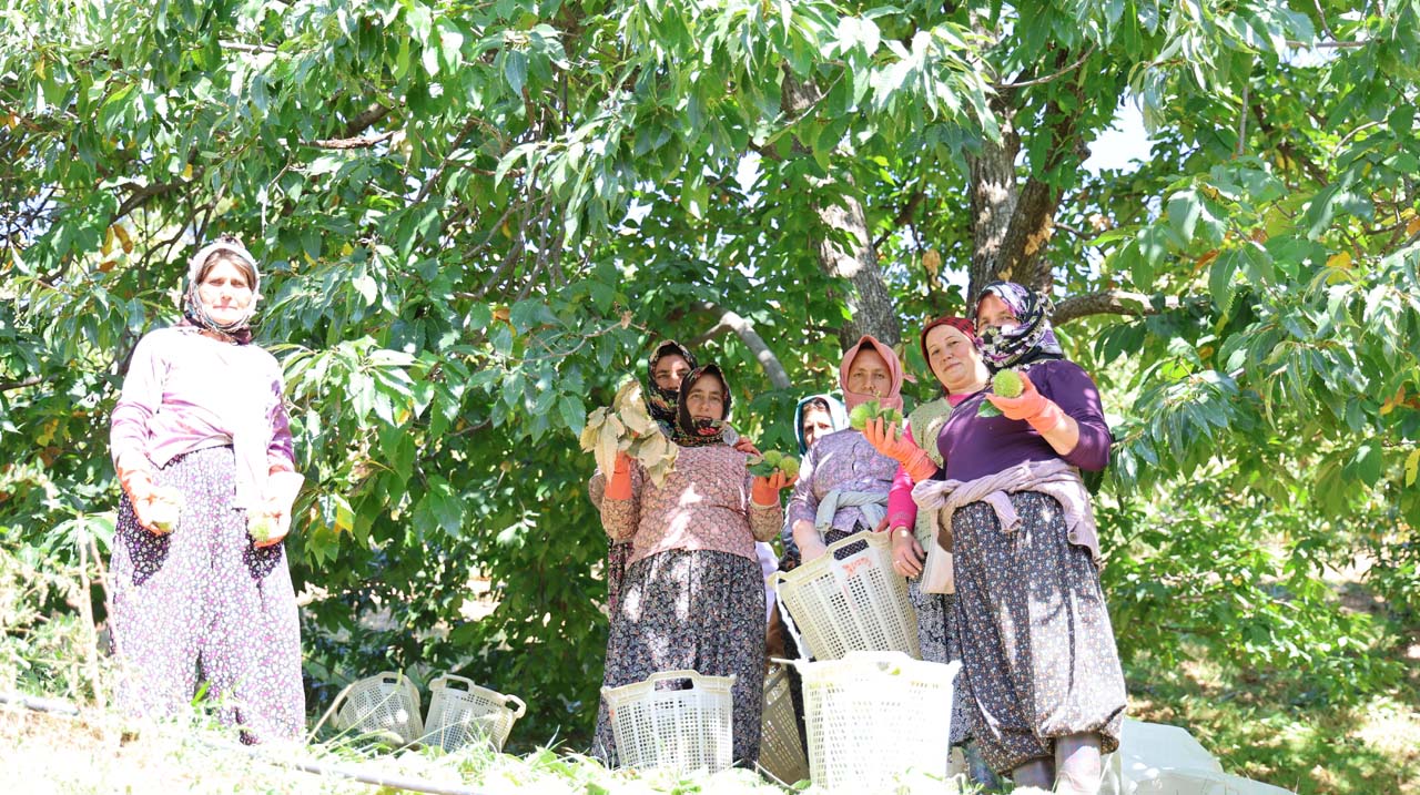 Aydın Dağlarında Kestane Telaşı (9)