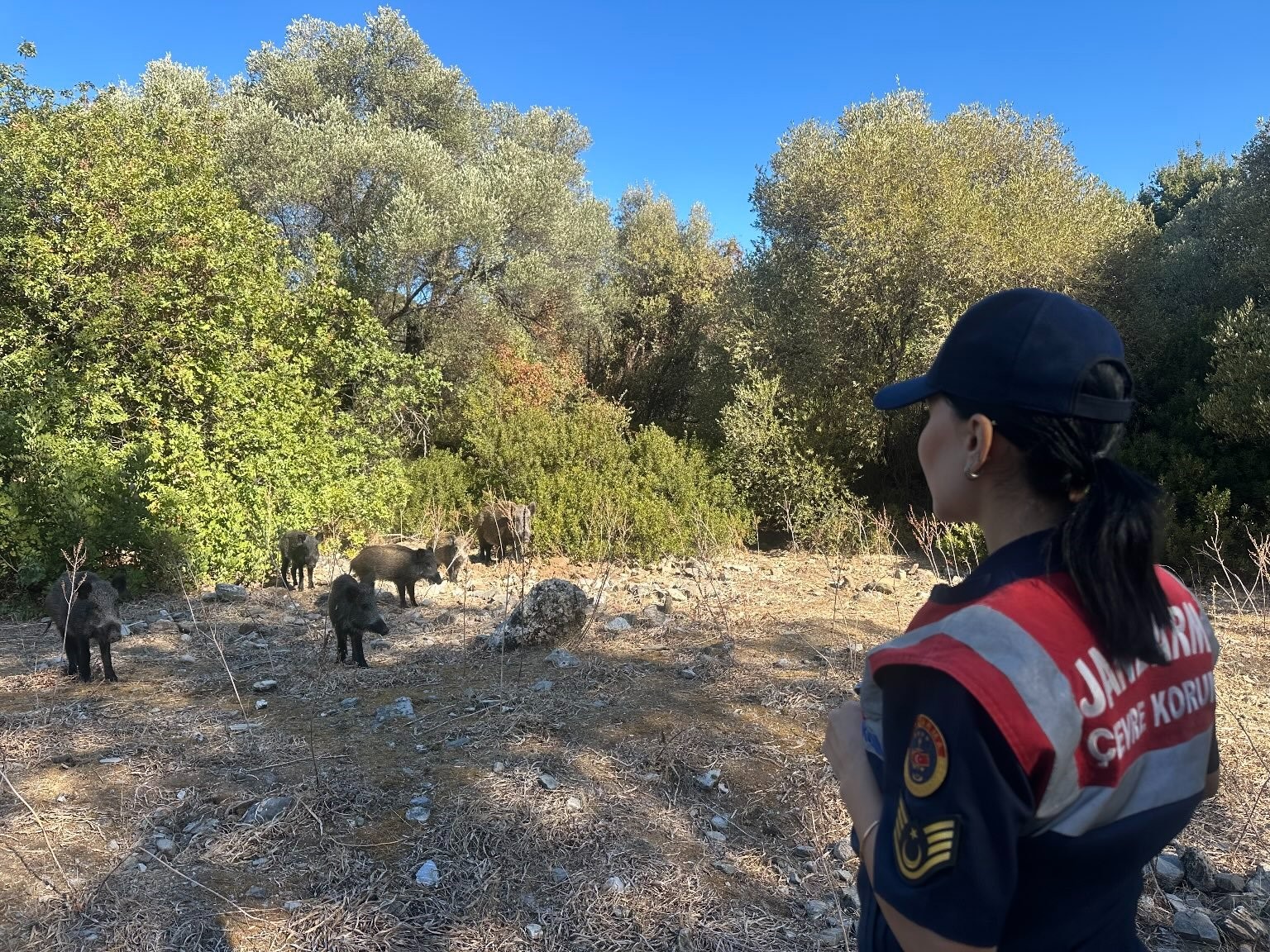 Aydın’da Jandarma Denetimi