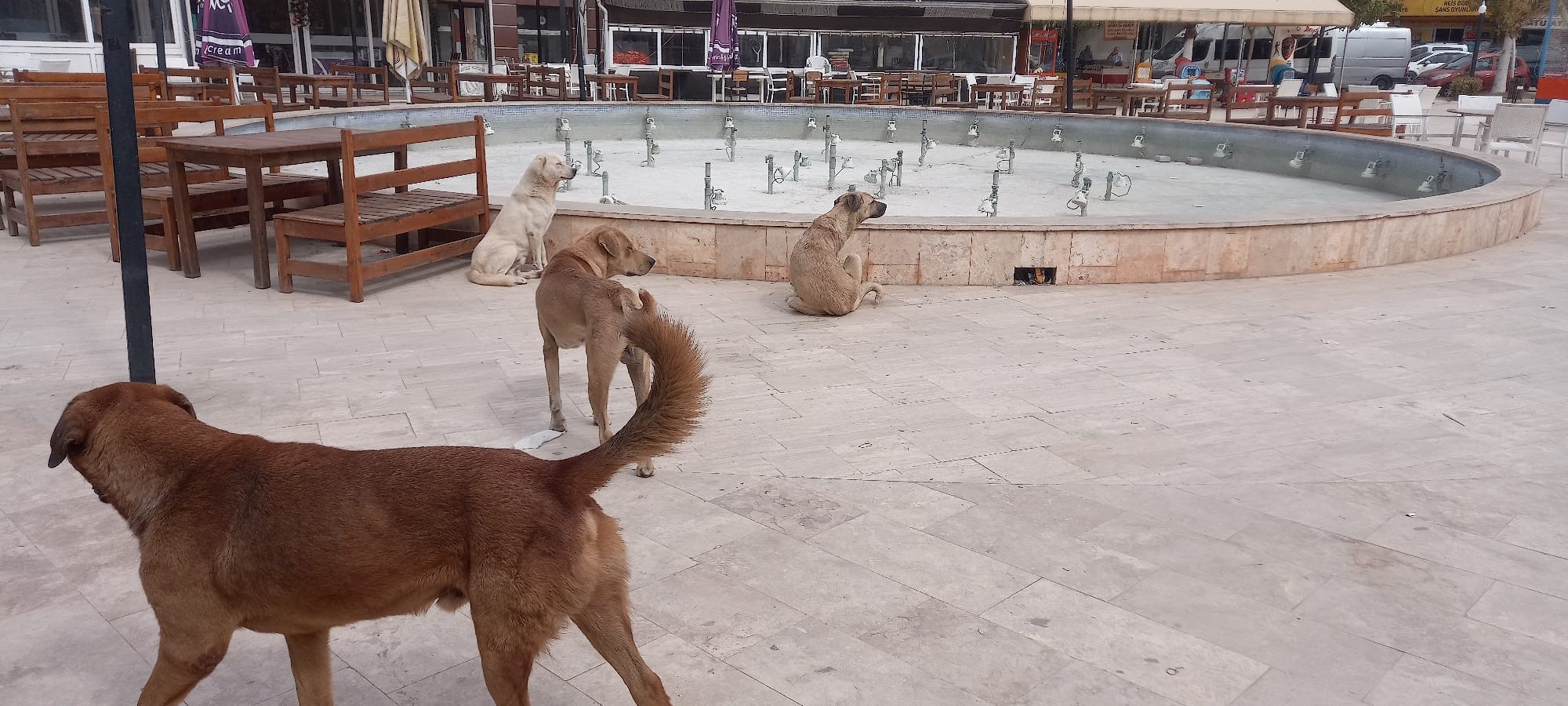 Aydın’da ‘Sokak Köpekleri Sorunu’ Büyüyor (2)