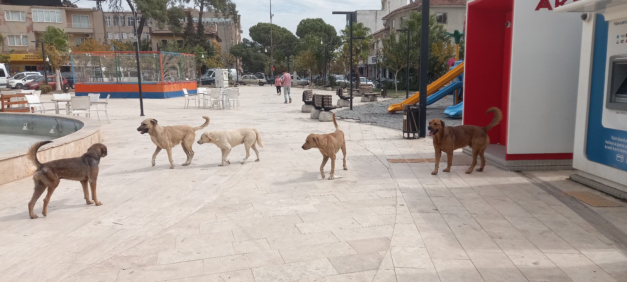 Aydın’da ‘Sokak Köpekleri Sorunu’ Büyüyor