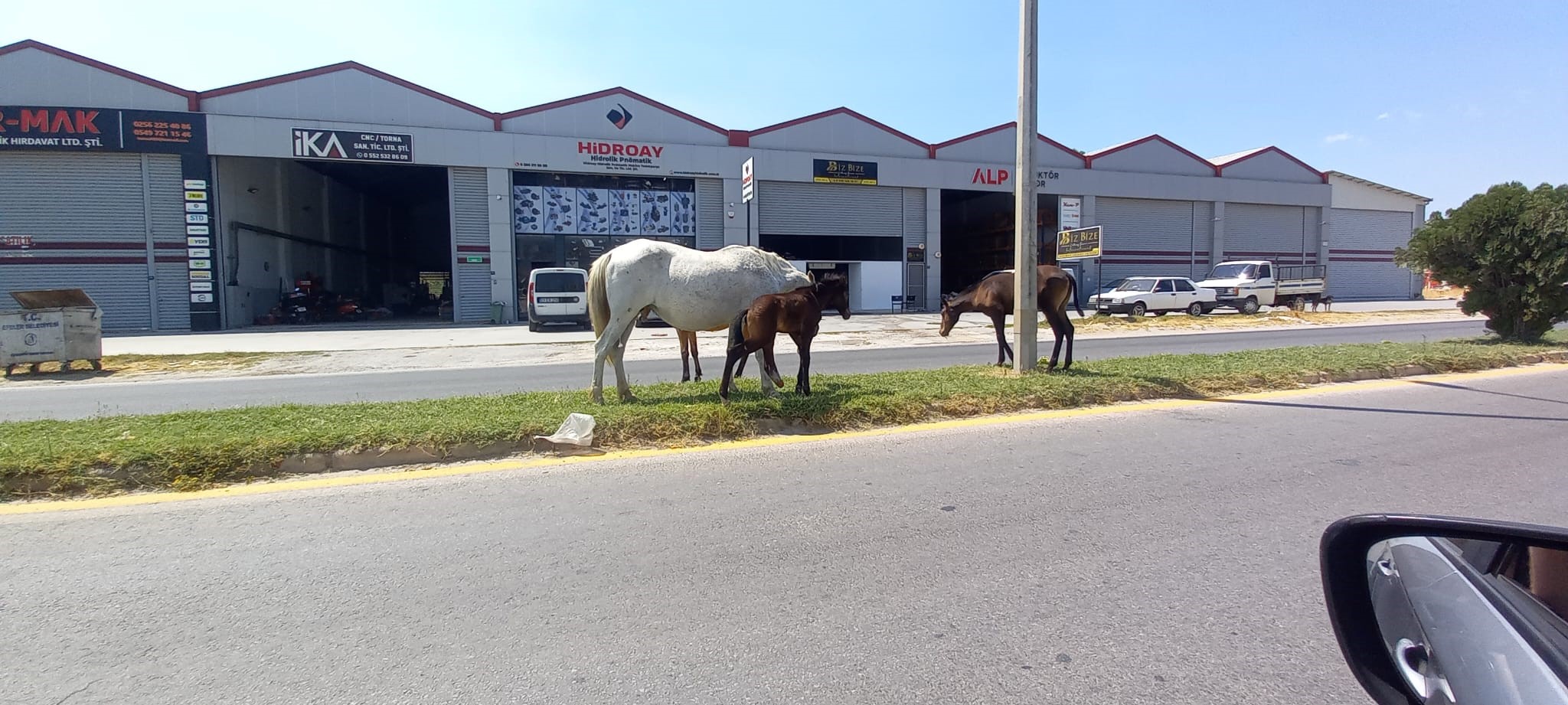 Aydın’ı Atlar Bastı