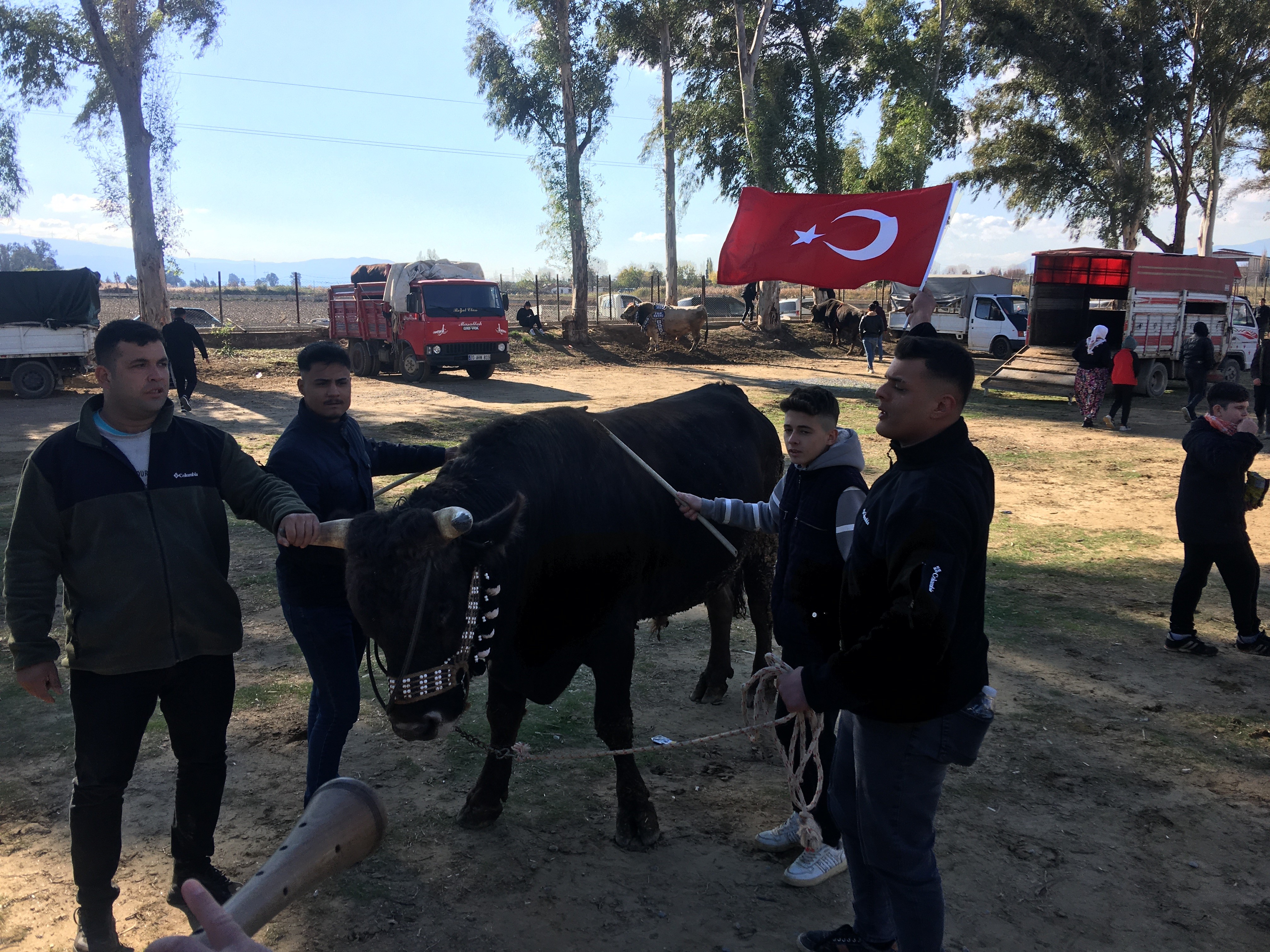 Aydın’da Boğa Güreşinde Ilginç Anlar (4)