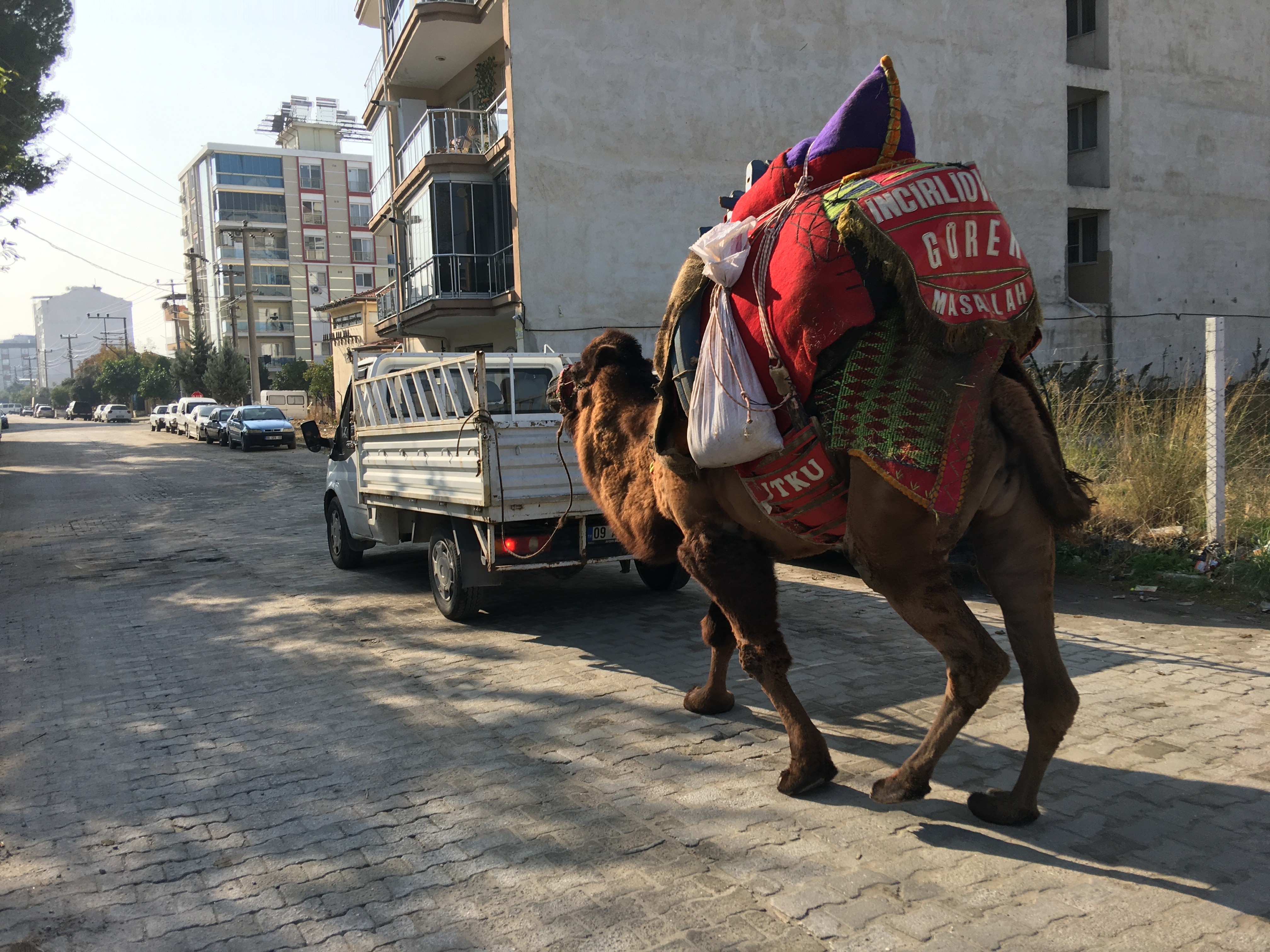 Aydın’da Bu Deve Her Gün 10 Kilometre Yürütülüyor (2)