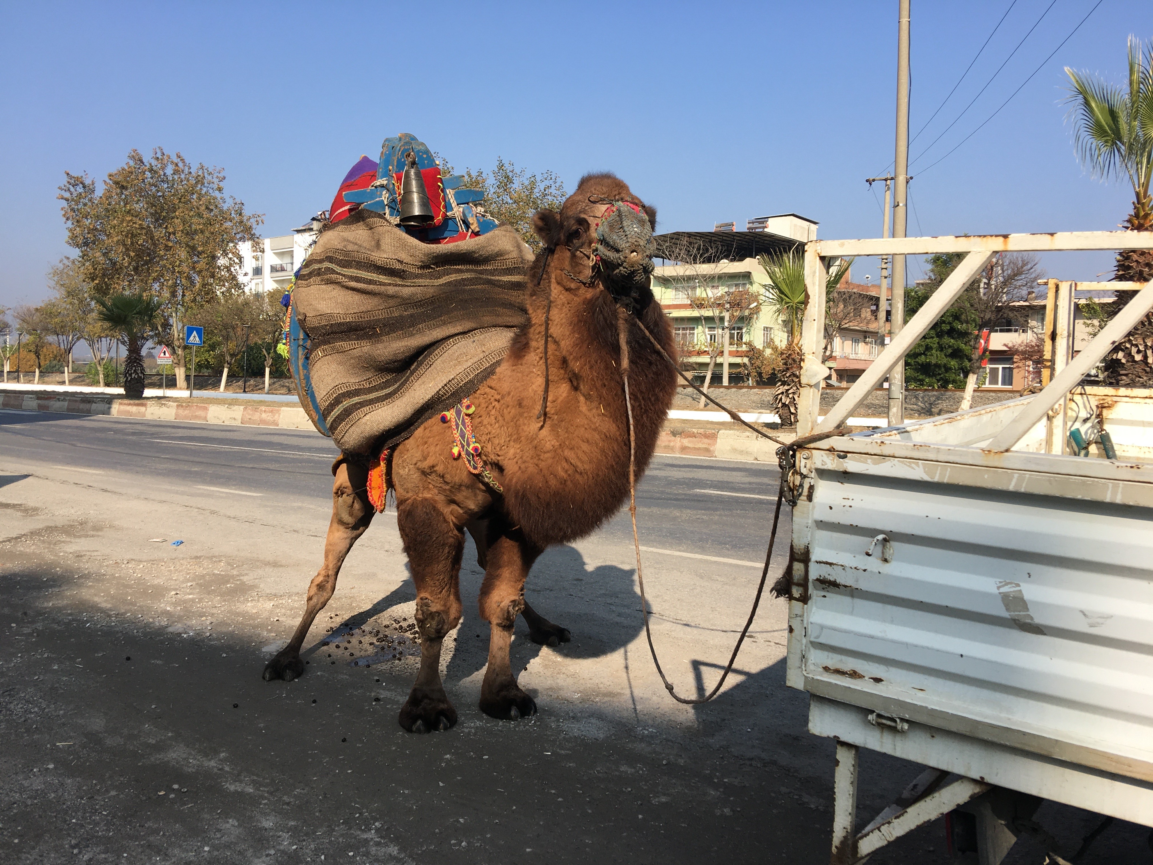 Aydın’da Bu Deve Her Gün 10 Kilometre Yürütülüyor (3)