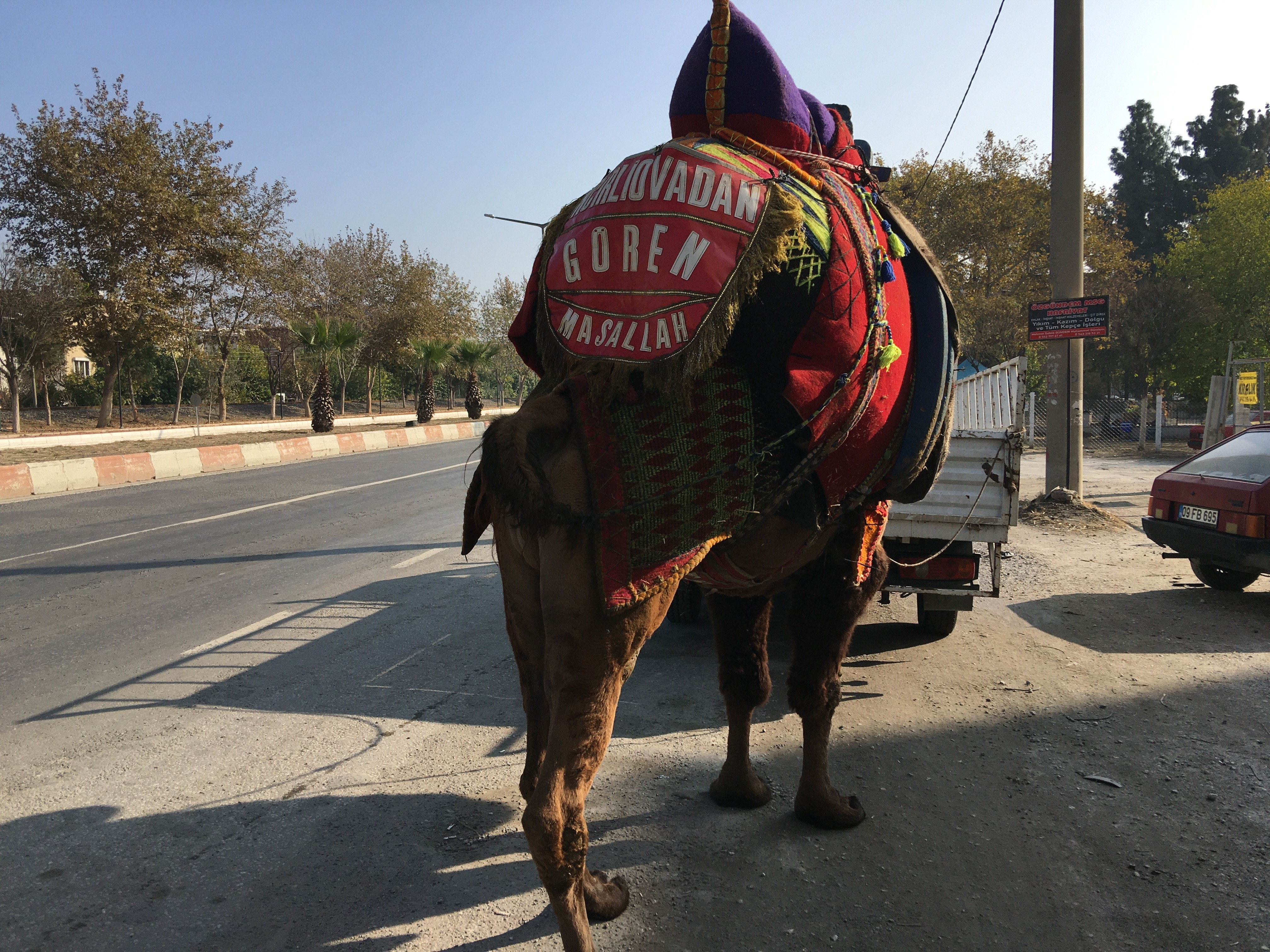 Aydın’da Bu Deve Her Gün 10 Kilometre Yürütülüyor (4)