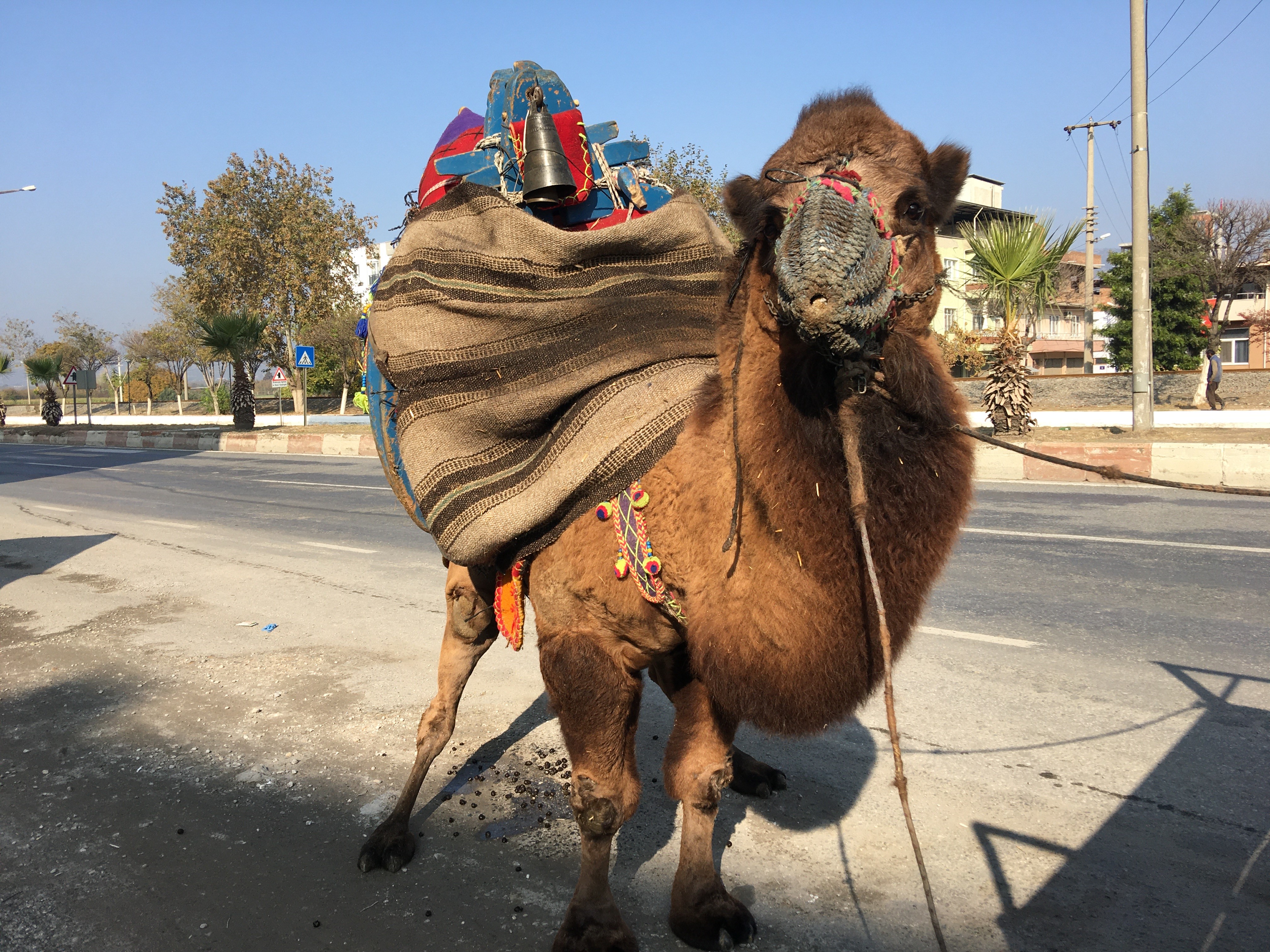 Aydın’da Bu Deve Her Gün 10 Kilometre Yürütülüyor