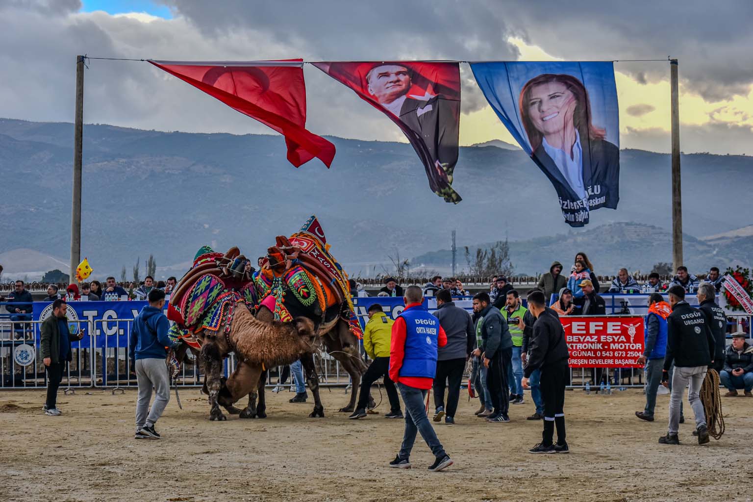 Aydın’da Pehlivan Develer Güreşti (5)-1