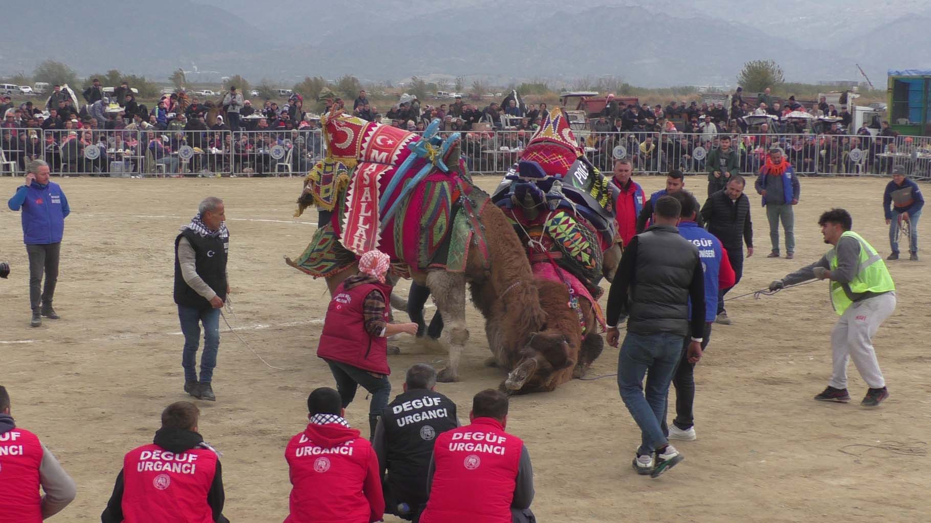 Aydın’da Pehlivan Develer Güreşti (7)-1