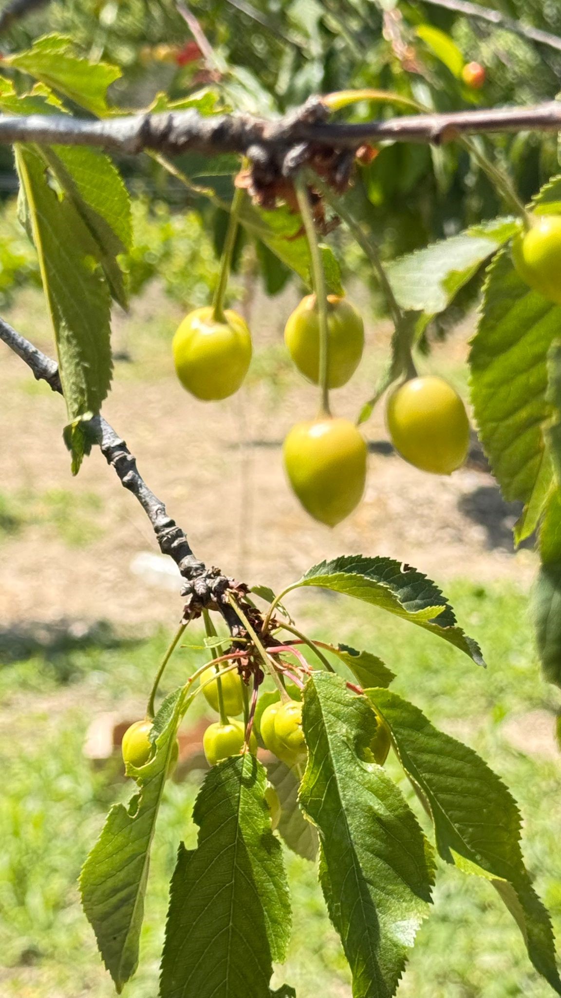2-185