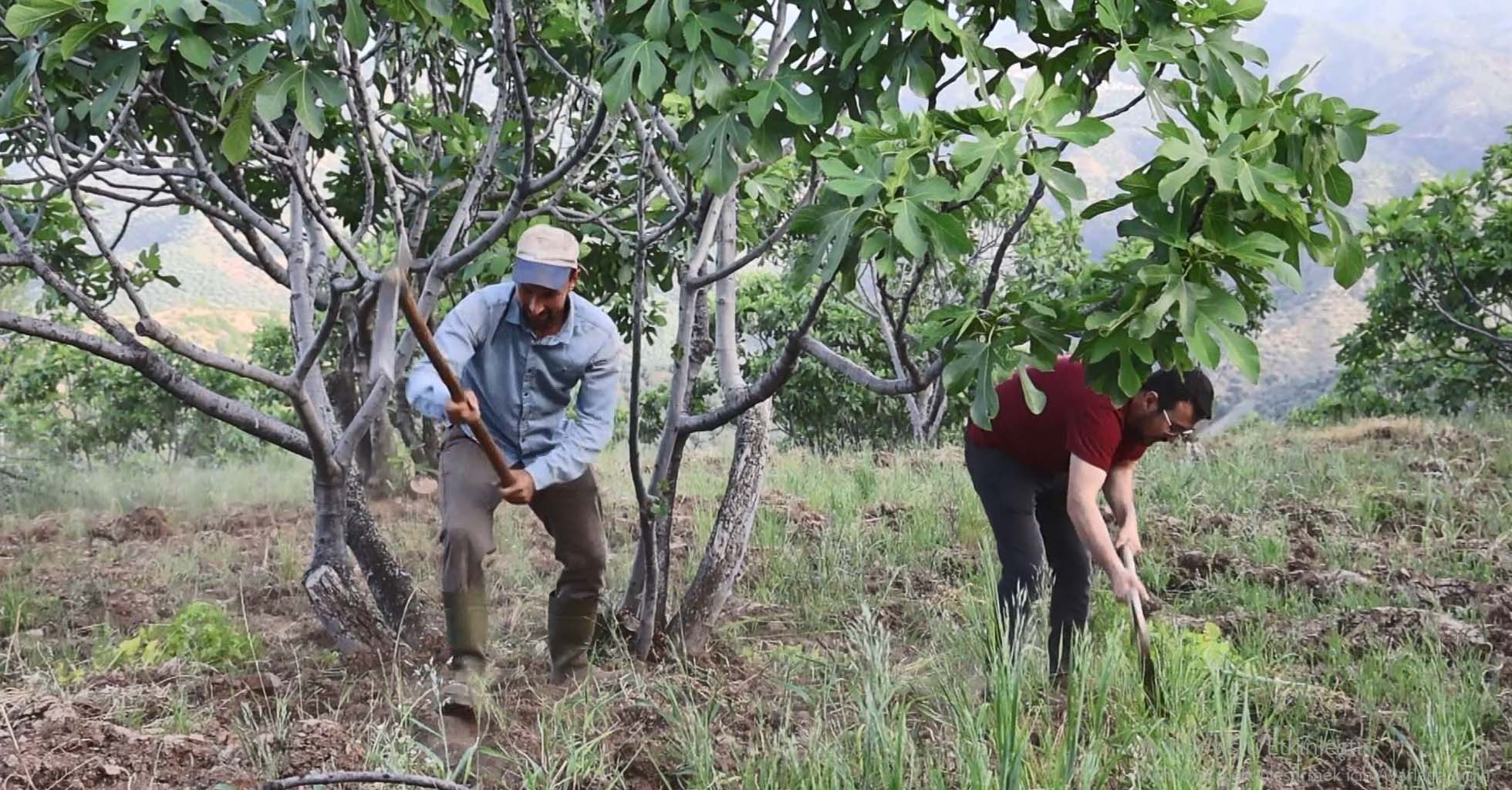 Aydın’da Üreticiler Sezon Hazırlığına Başladı (3)