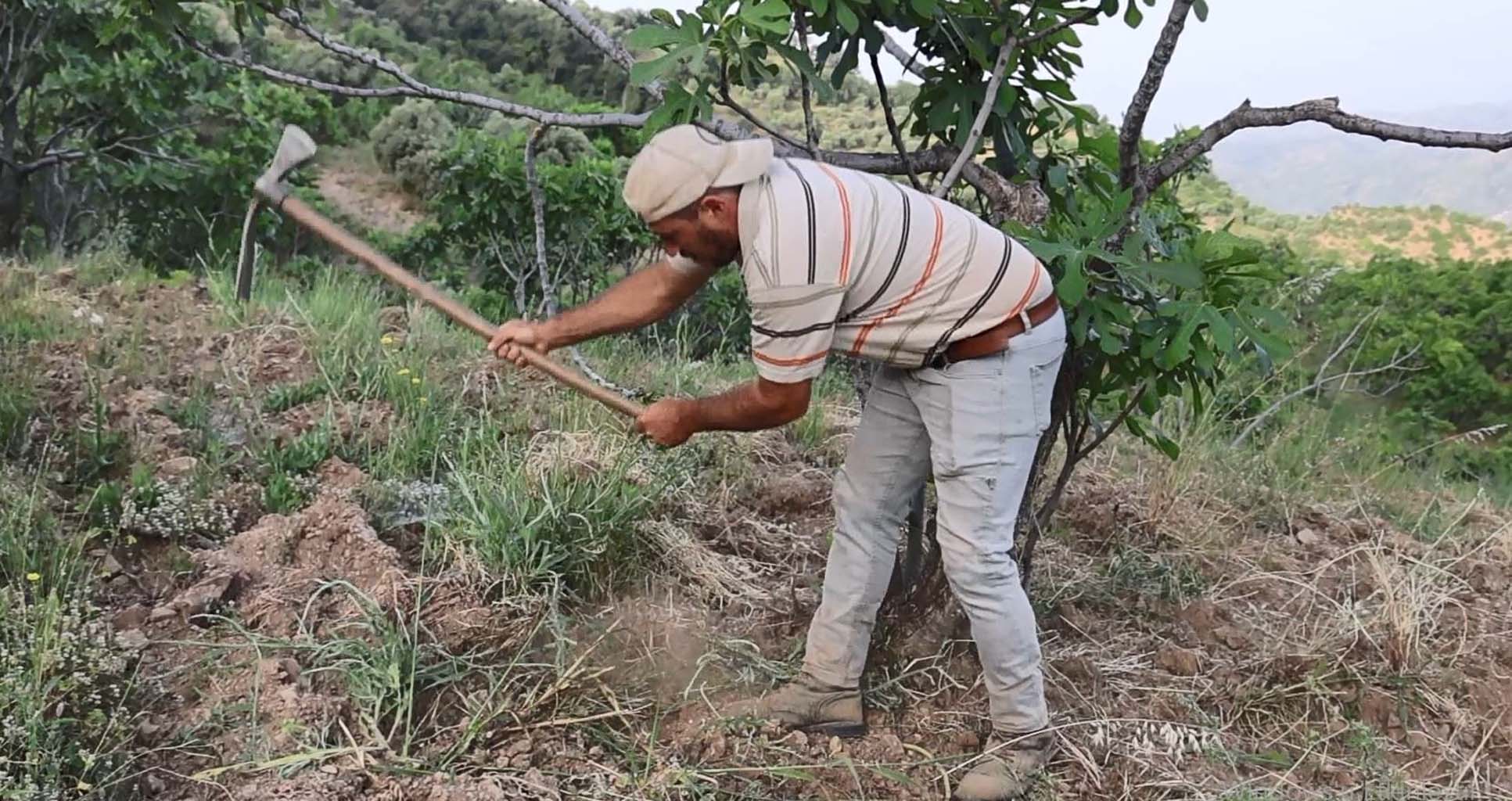 Aydın’da Üreticiler Sezon Hazırlığına Başladı (4)