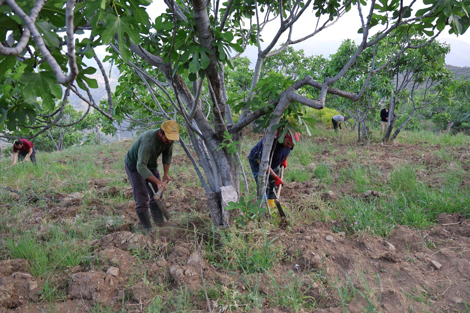 Aydın’da Üreticiler Sezon Hazırlığına Başladı
