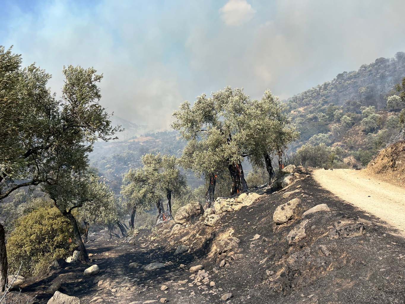 Aydın’da Alevler Evlere Sıçradı (5)