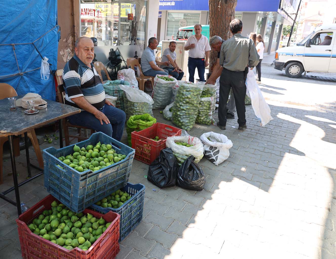Aydın’da Ilek Sezonu Başladı (2)