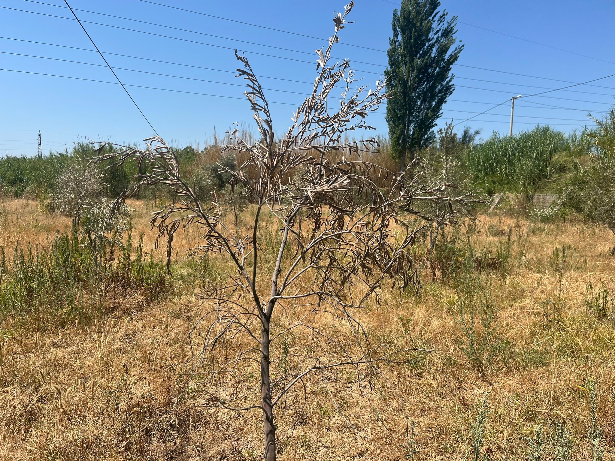 A W498132 03