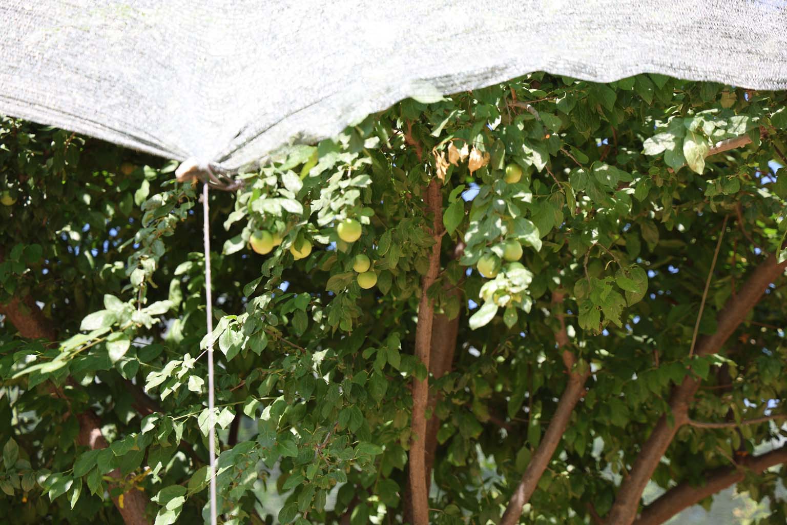 Aydın’da Fiyatlar 20 Kat Arttı, Meyve Ağaçları Koruma Altına Alındı (2)