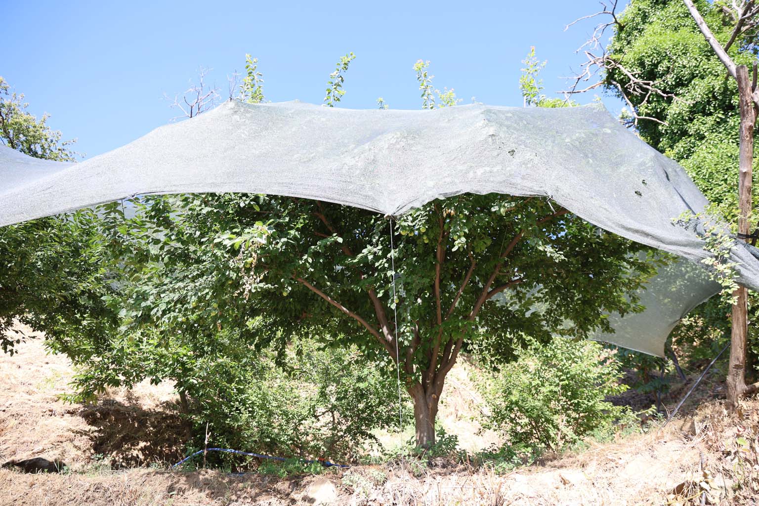 Aydın’da Fiyatlar 20 Kat Arttı, Meyve Ağaçları Koruma Altına Alındı (3)