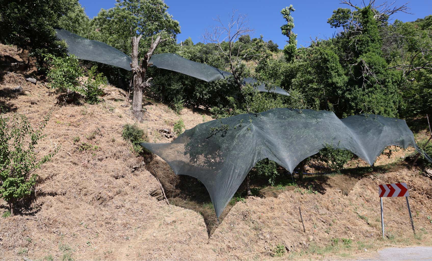 Aydın’da Fiyatlar 20 Kat Arttı, Meyve Ağaçları Koruma Altına Alındı (4)