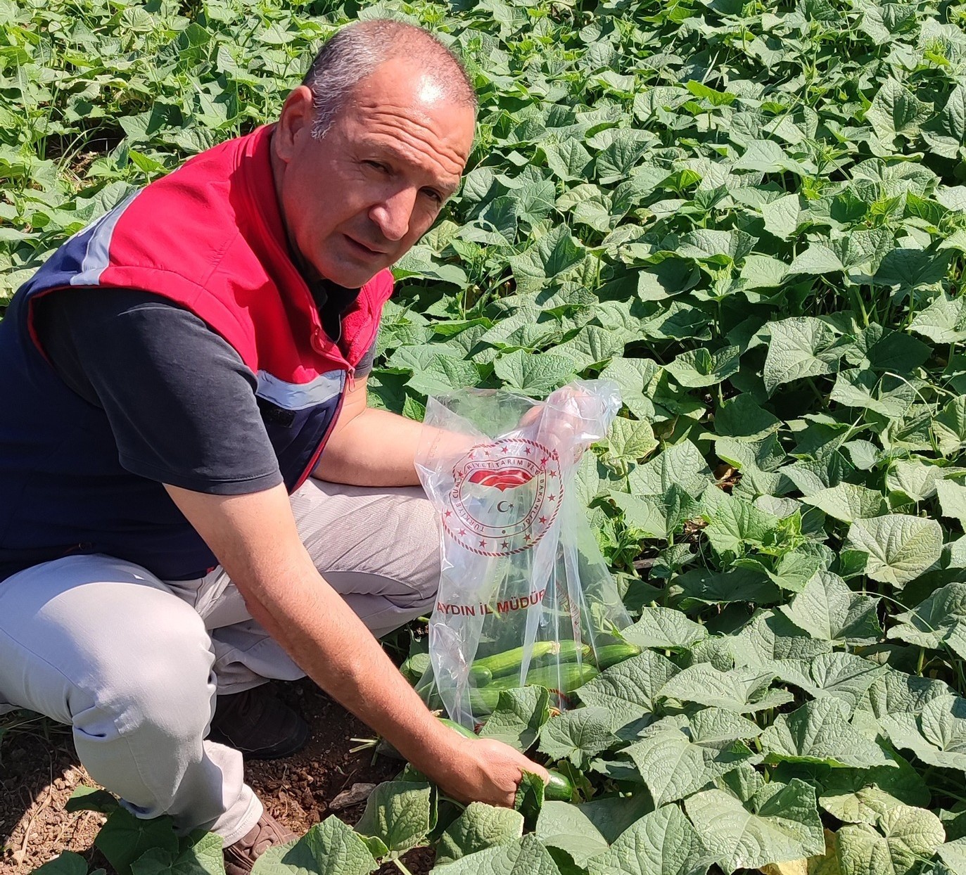 Aydın’da Pestisit Alarmı