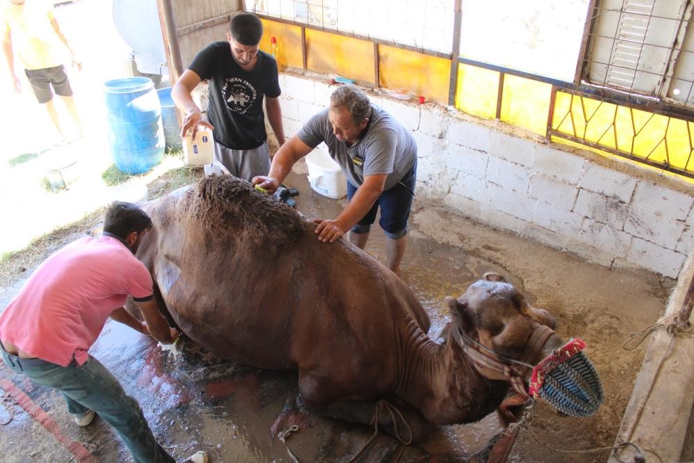 Aydın’da Develer Yıkanıyor (2)