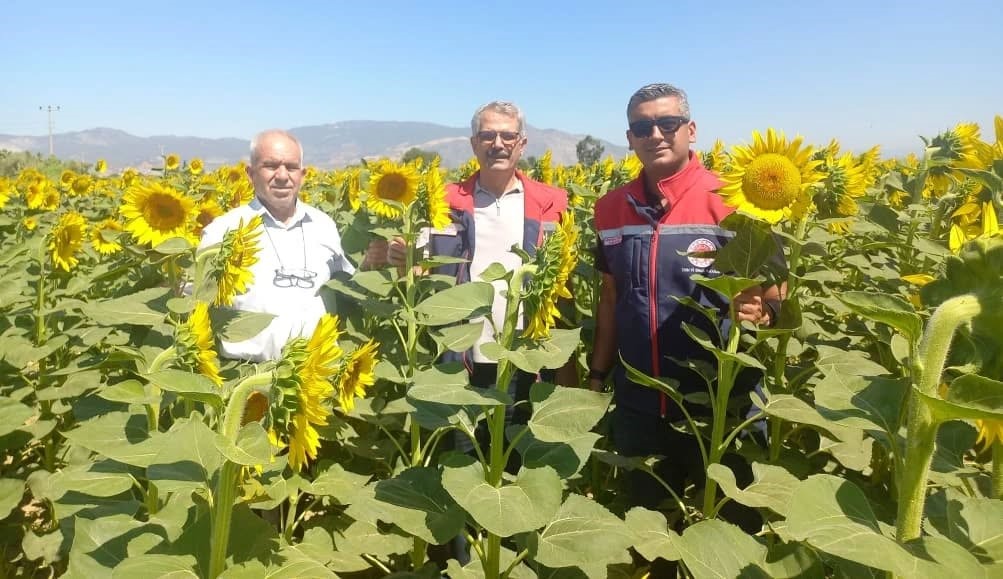 Aydın’da Hasat Zamanı (3)