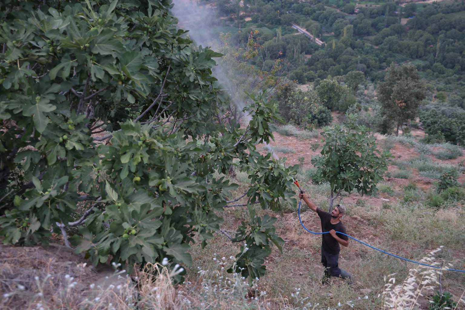 Aydın’da Inciri Sinek Bastı (4)