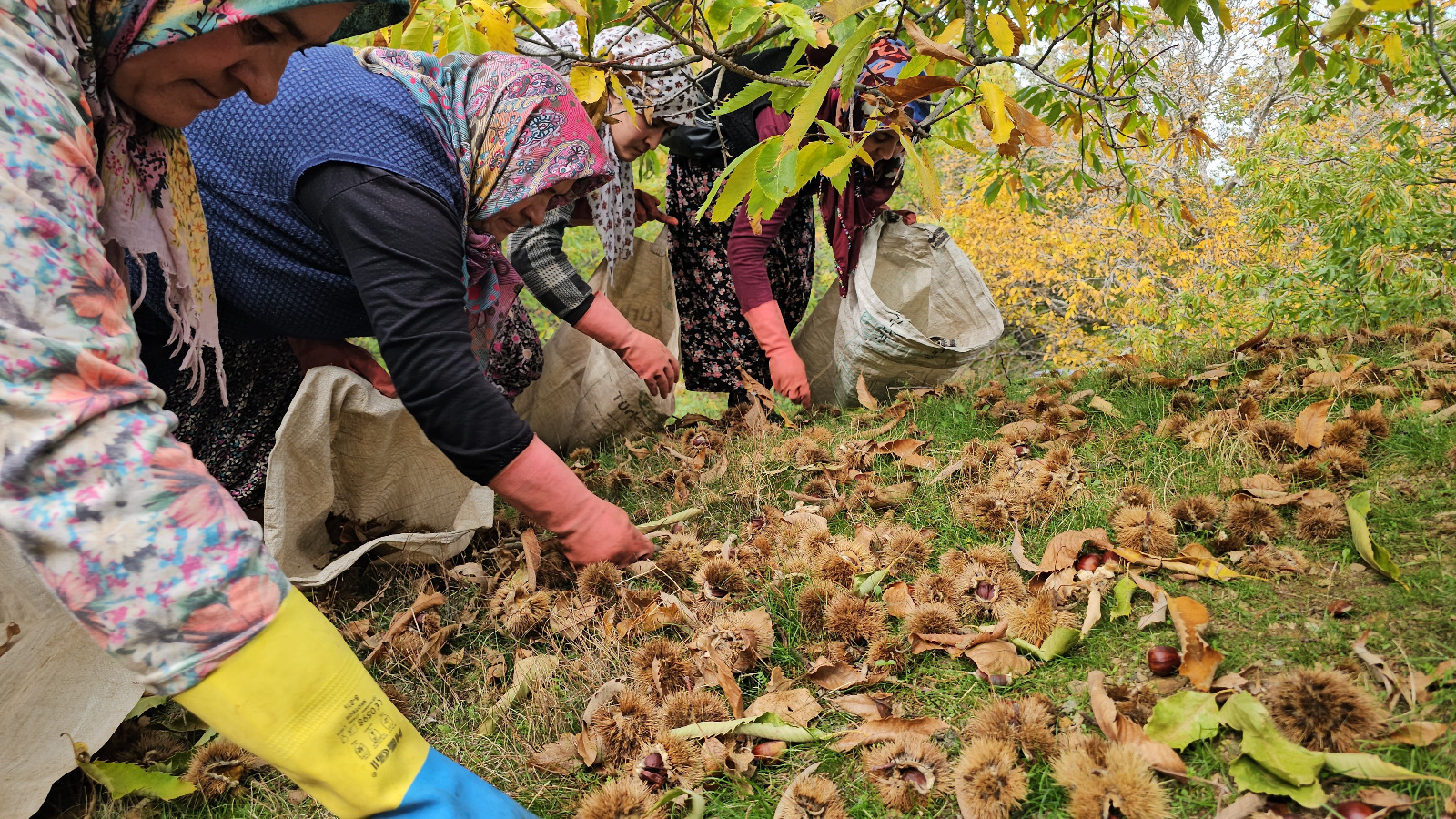 Whatsapp Image 2025 11 03 At 11.26.35