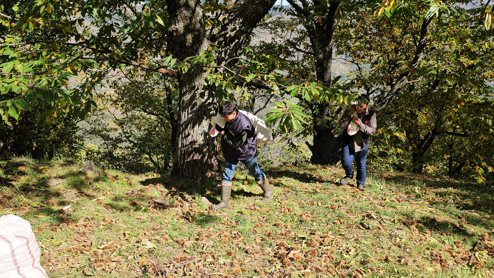 Whatsapp Image 2025 11 03 At 11.26.41