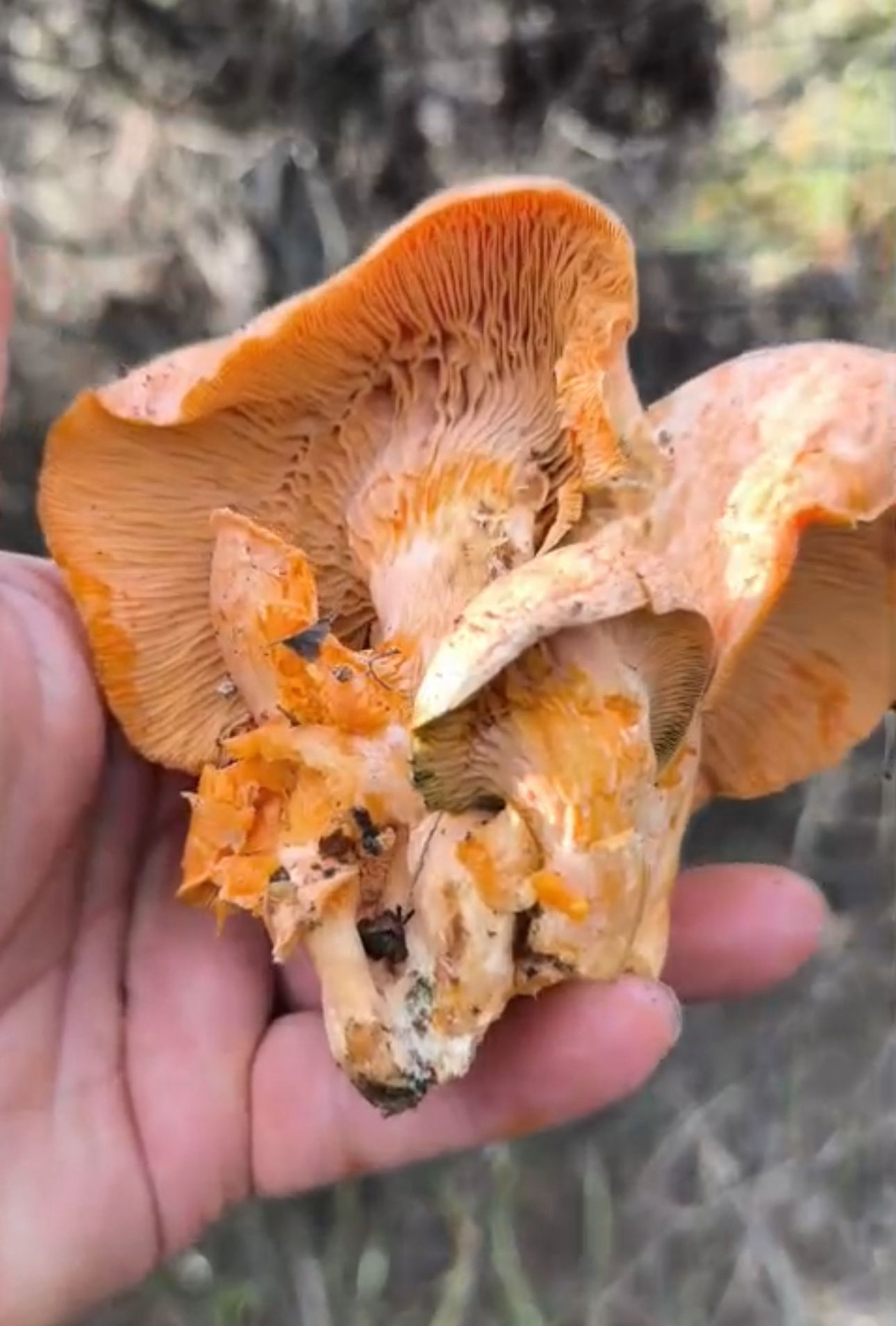 Whatsapp Image 2025 11 06 At 14.58.47