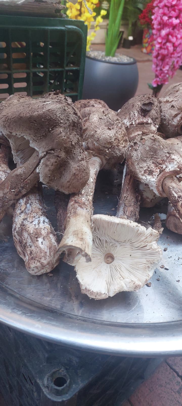 Whatsapp Image 2025 11 13 At 11.54.22 (1)