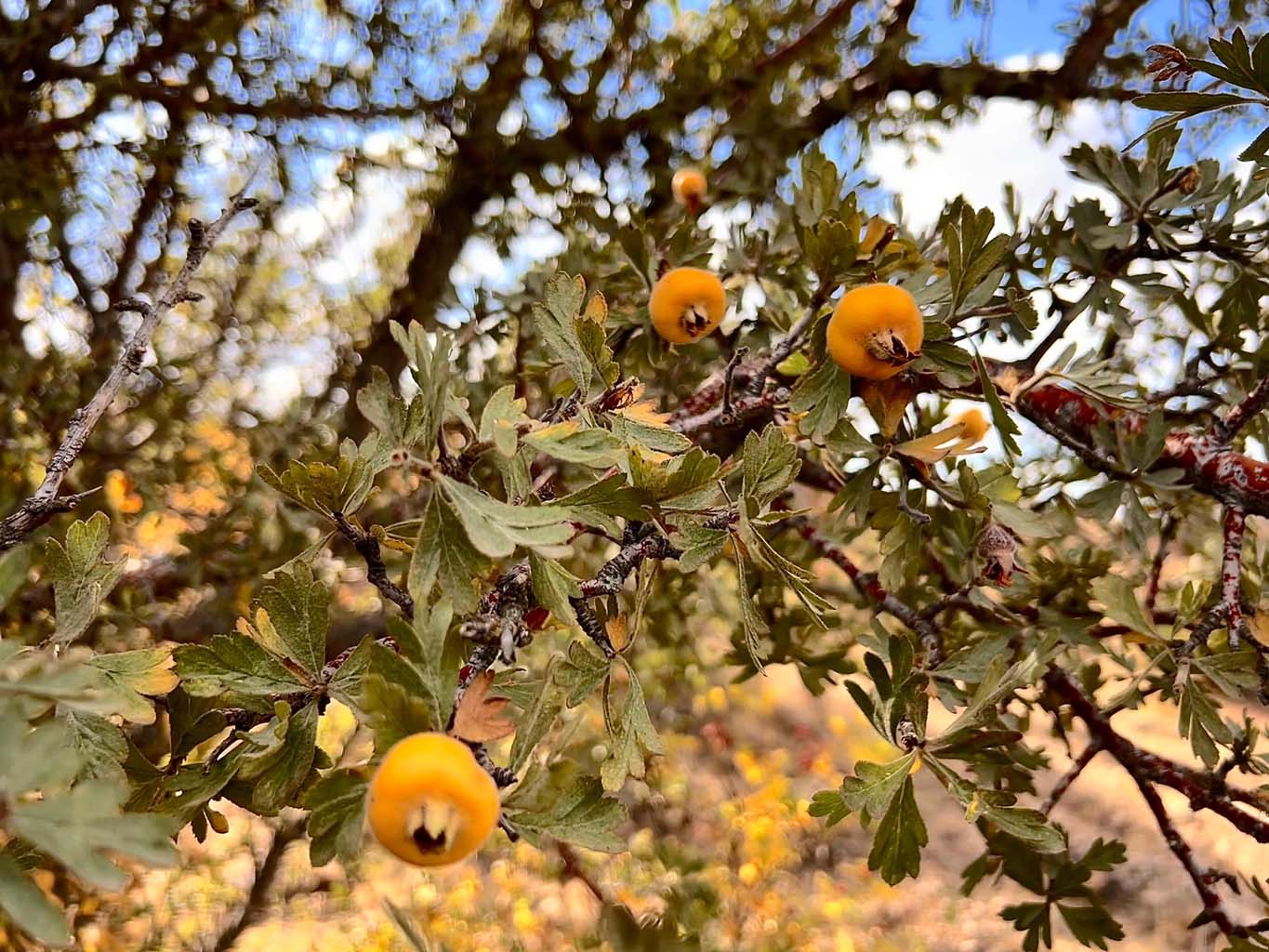 Aydın’da Bu Meyveye Ilgi Büyük (2)