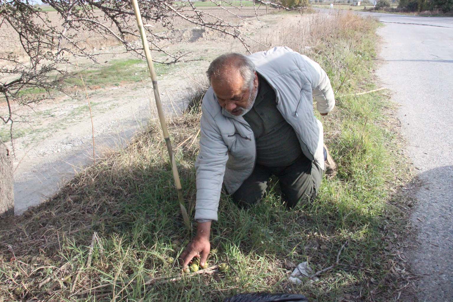 Aydın’da Bu Meyveye Ilgi Büyük (4)