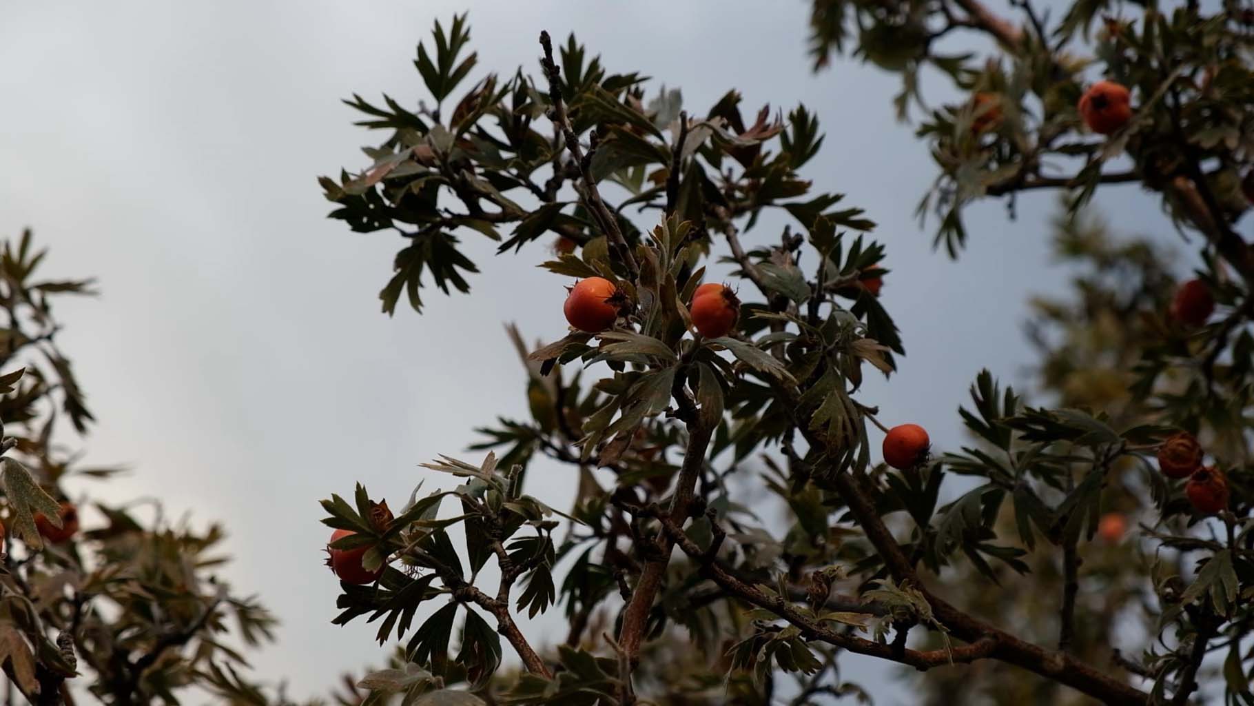 Aydın’da Bu Meyveye Ilgi Büyük (5)