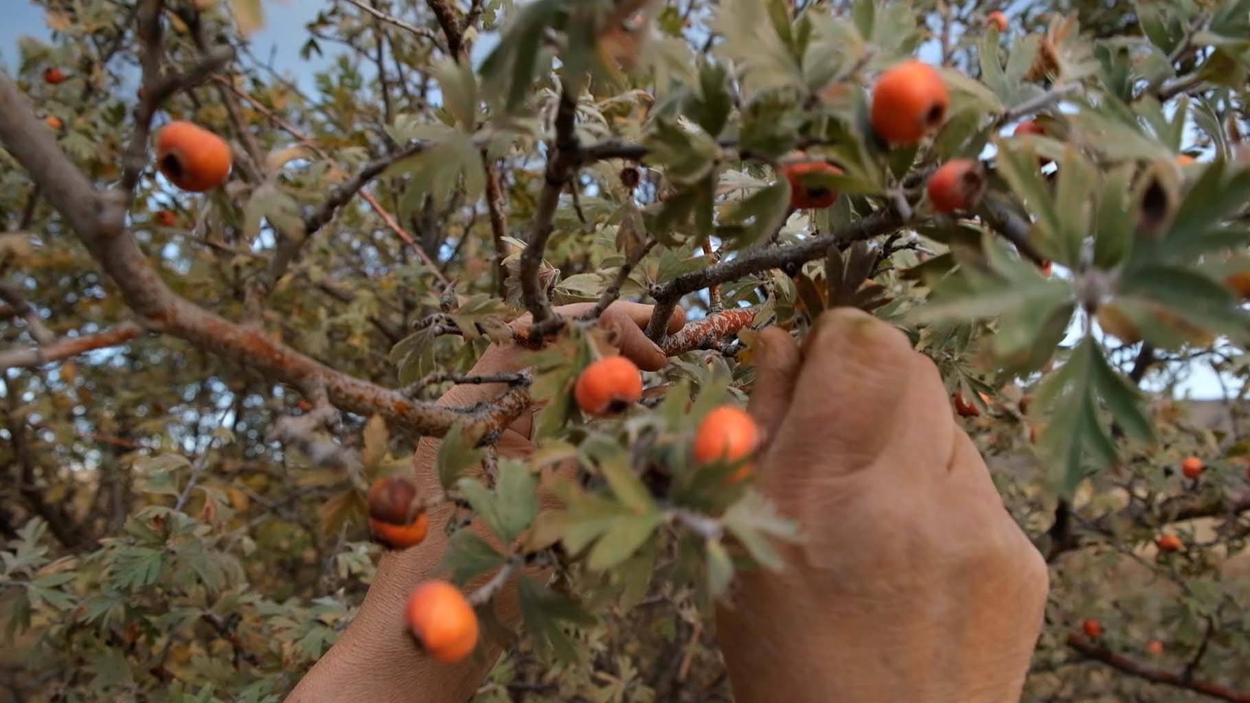 Aydın’da Bu Meyveye Ilgi Büyük (6)