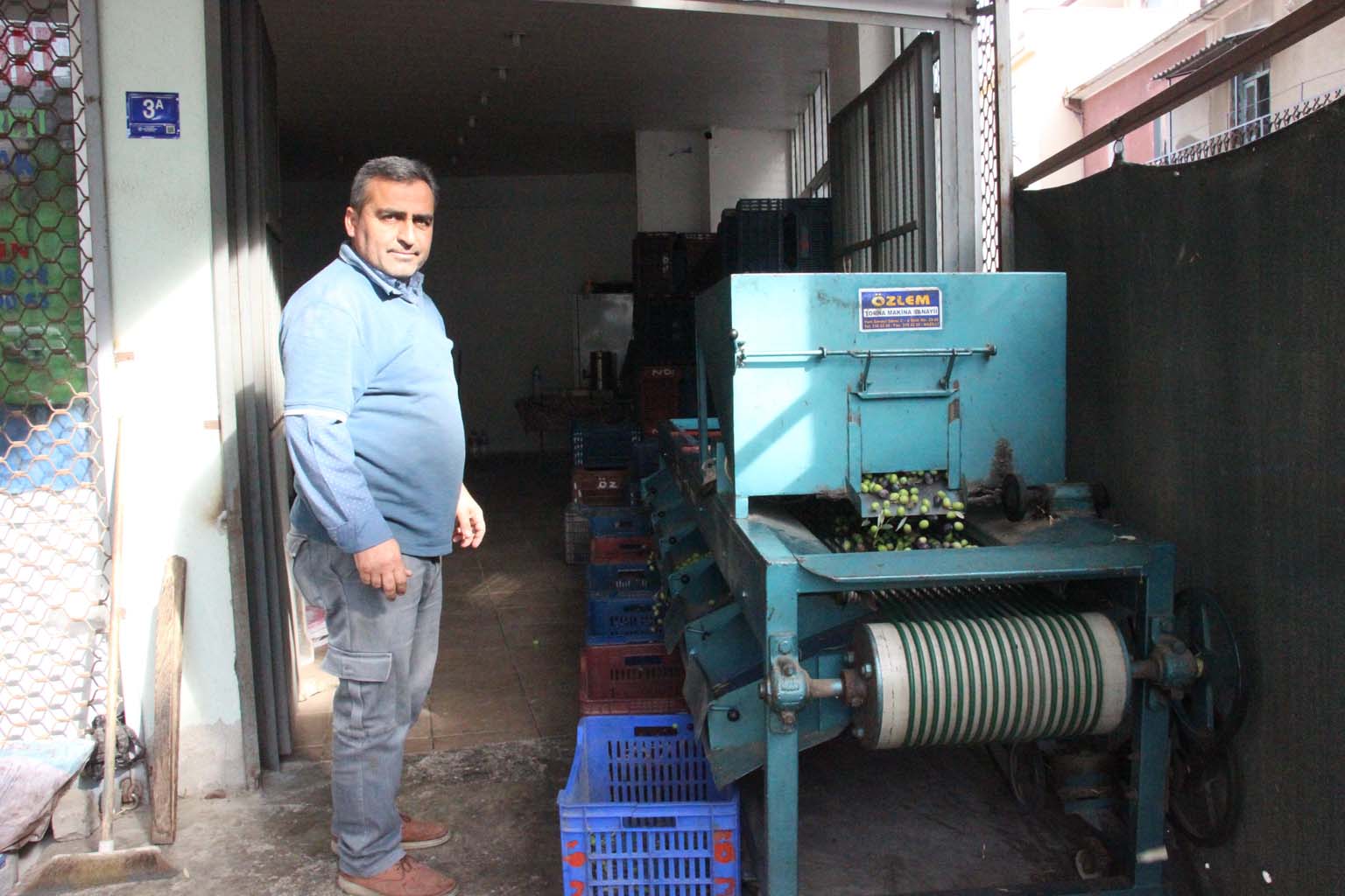 Aydın’da Zeytinler Boyutuna Göre Ayrılıyor (2)