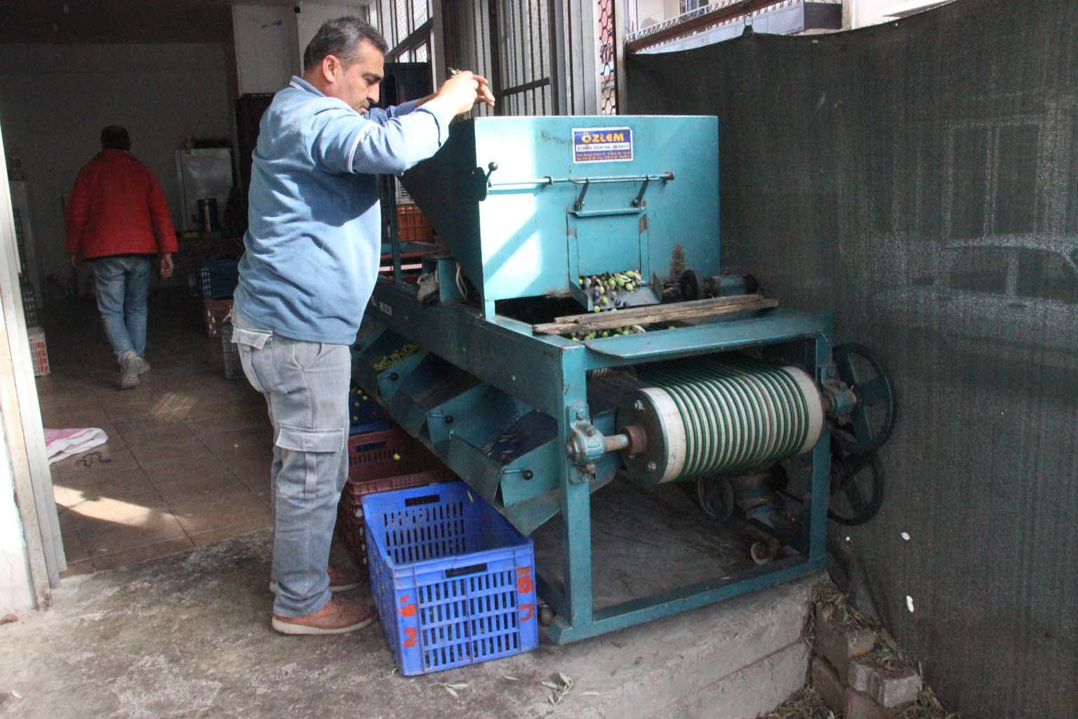 Aydın’da Zeytinler Boyutuna Göre Ayrılıyor (3)