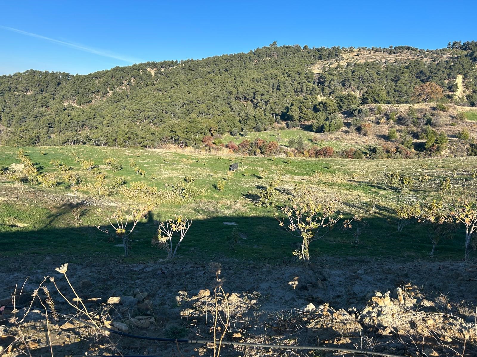 Aydın’ın Sevilen Siyasetçisi Artık Tarımla Uğraşıyor (5)