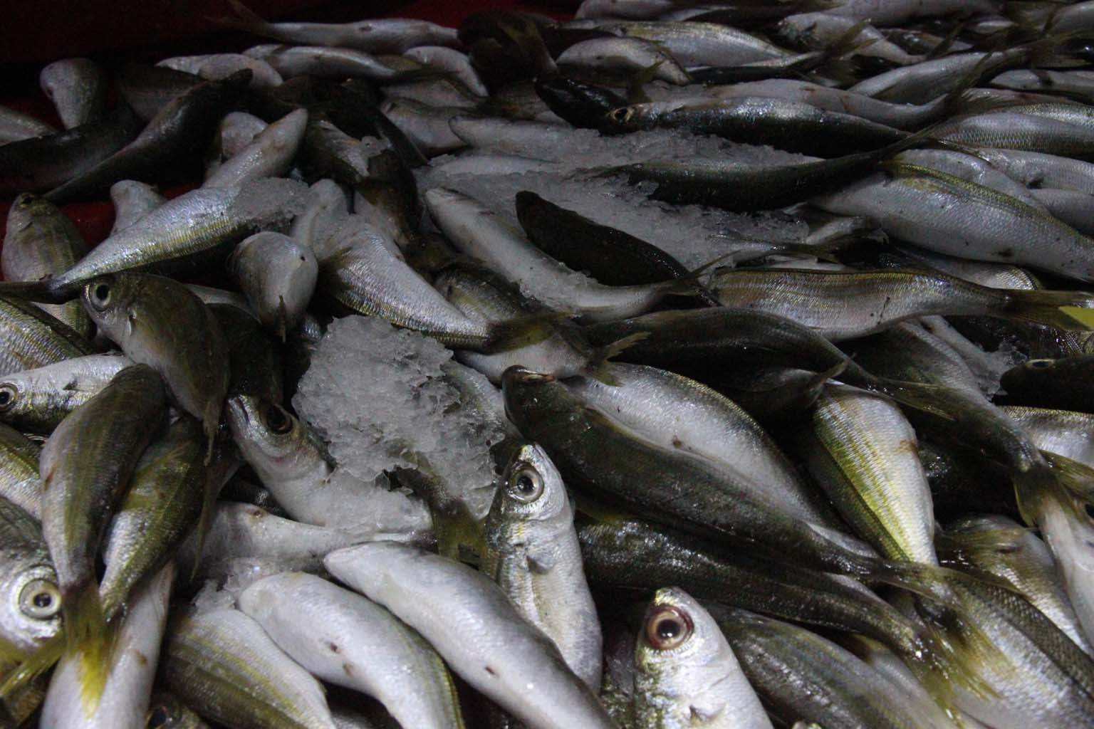 Aydınlı Hamsi Mi Sardalya Mı Yiyor (5)