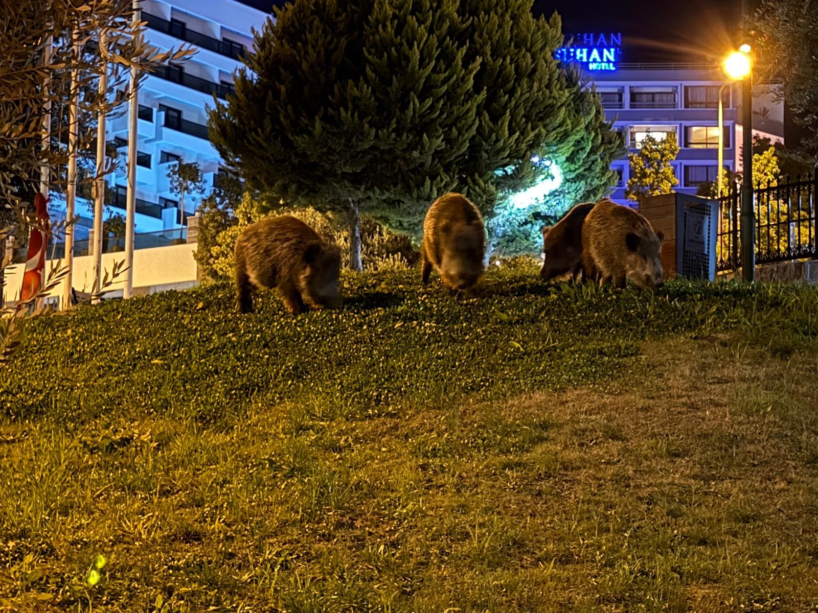 Aydın’da Domuzlar Şehre Indi (4)