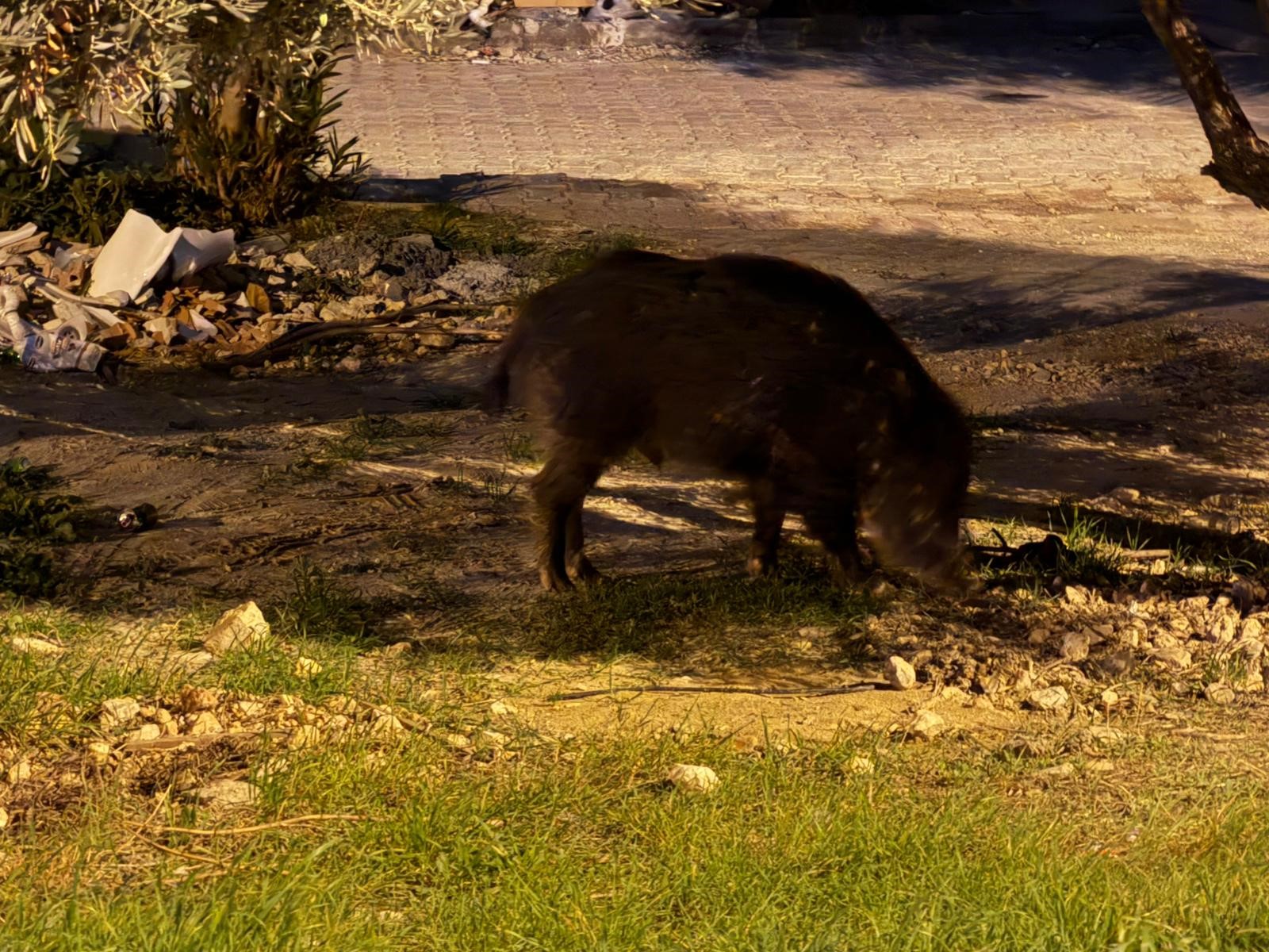 Aydın’da Domuzlar Şehre Indi (5)