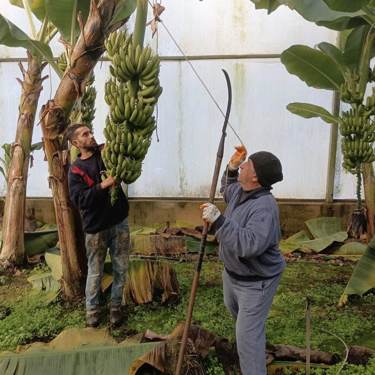 Aydın’da Muz Hasadı Başladı (3)