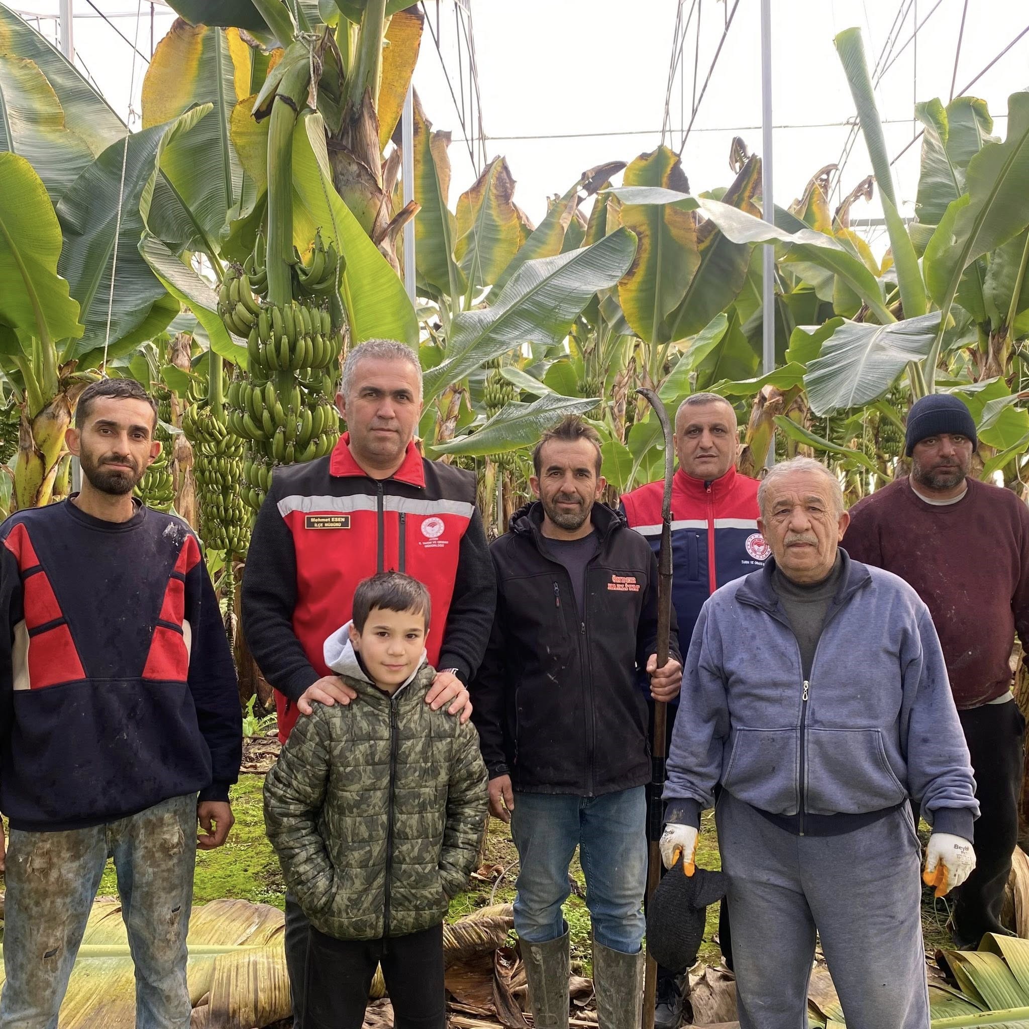Aydın’da Muz Hasadı Başladı (4)