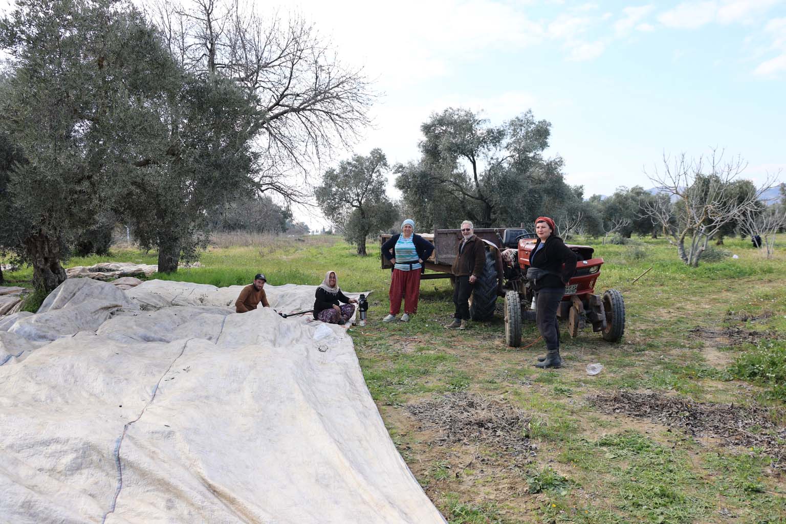 Aydın’da Piknik Havasında Zeytin Hasadı (3)