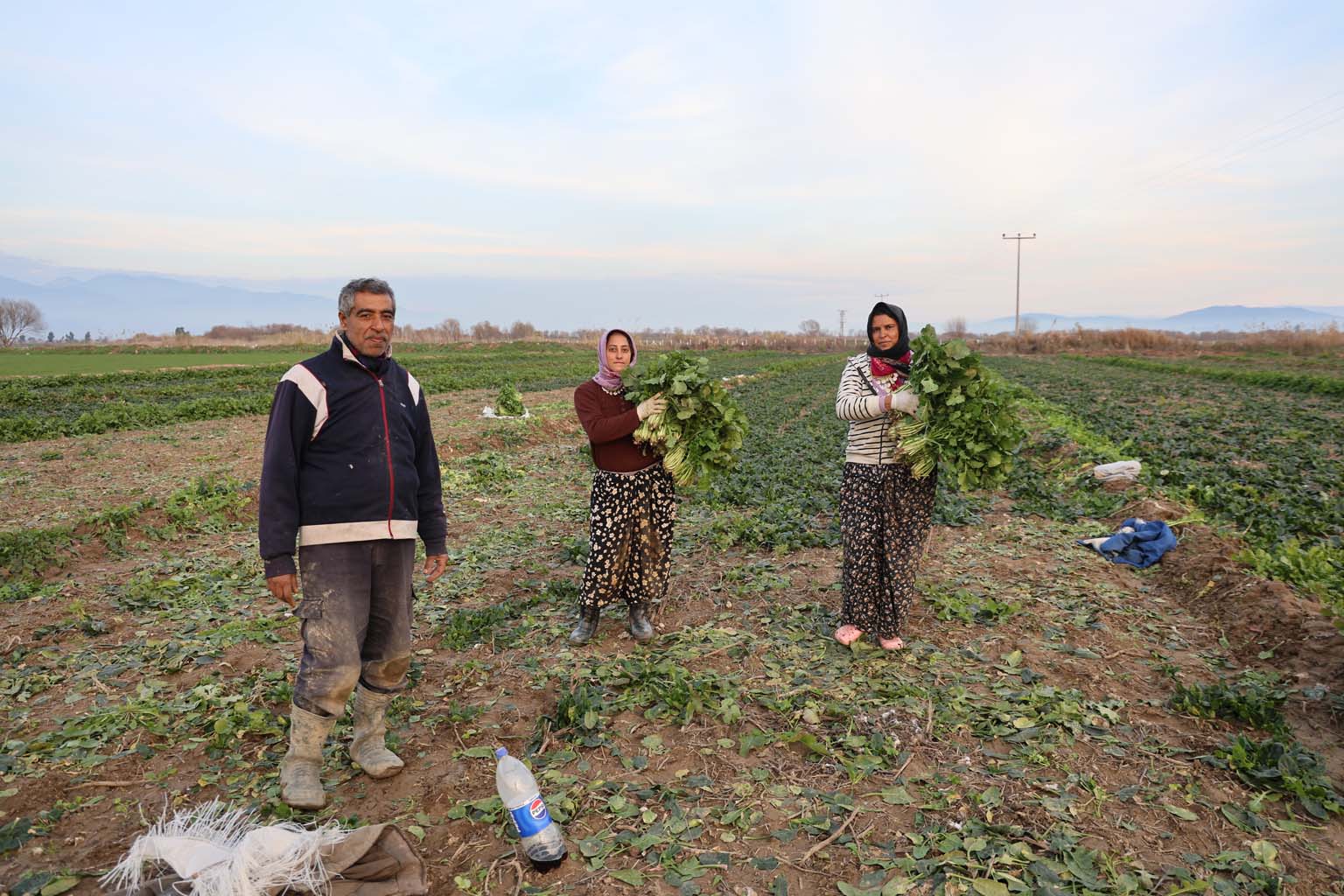 Aydın’da Soğuk Hava Sebzeyi Vurdu, Fiyatlar Artabilir (2)