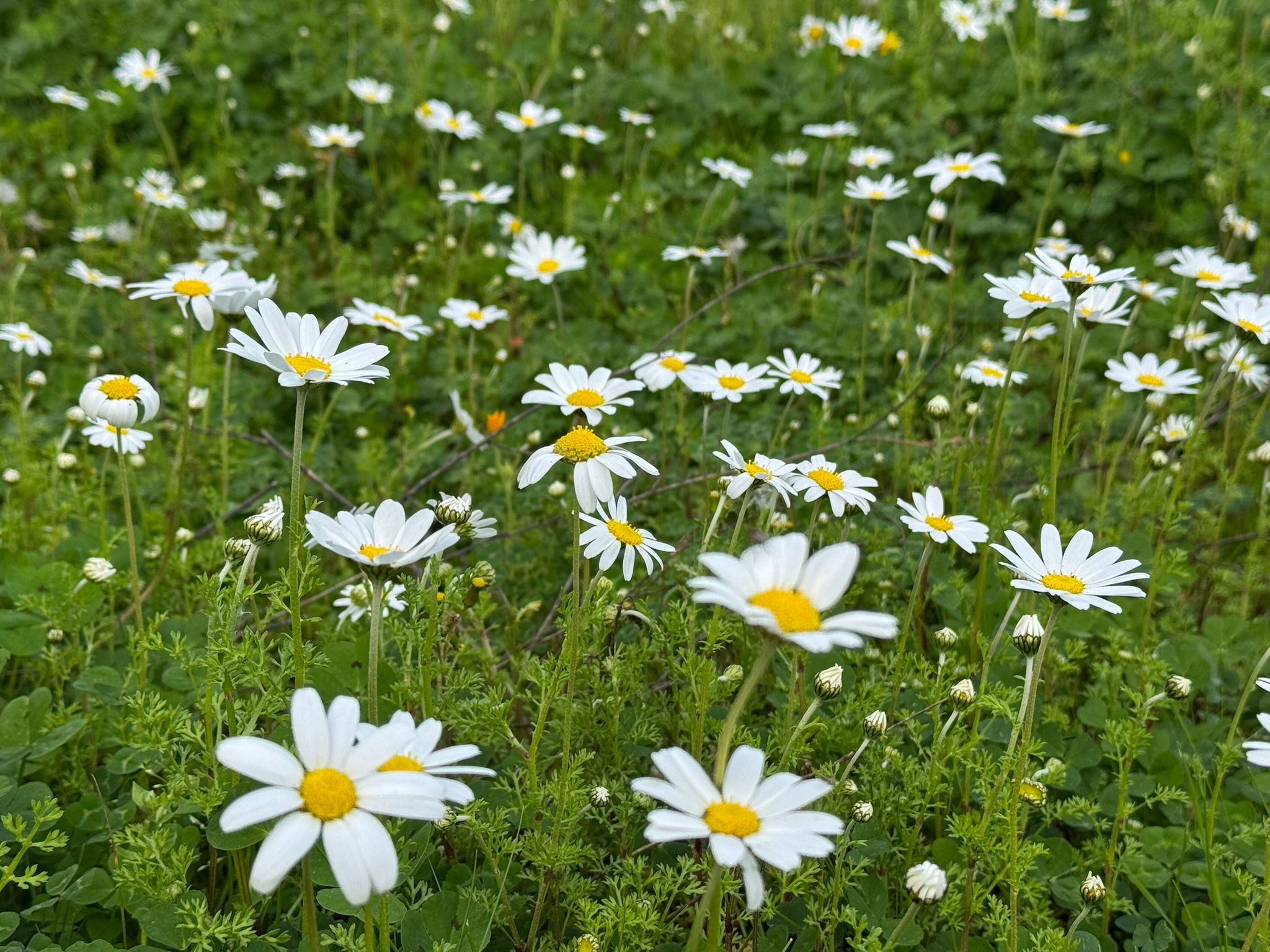 Whatsapp Image 2026 02 15 At 16.11.54