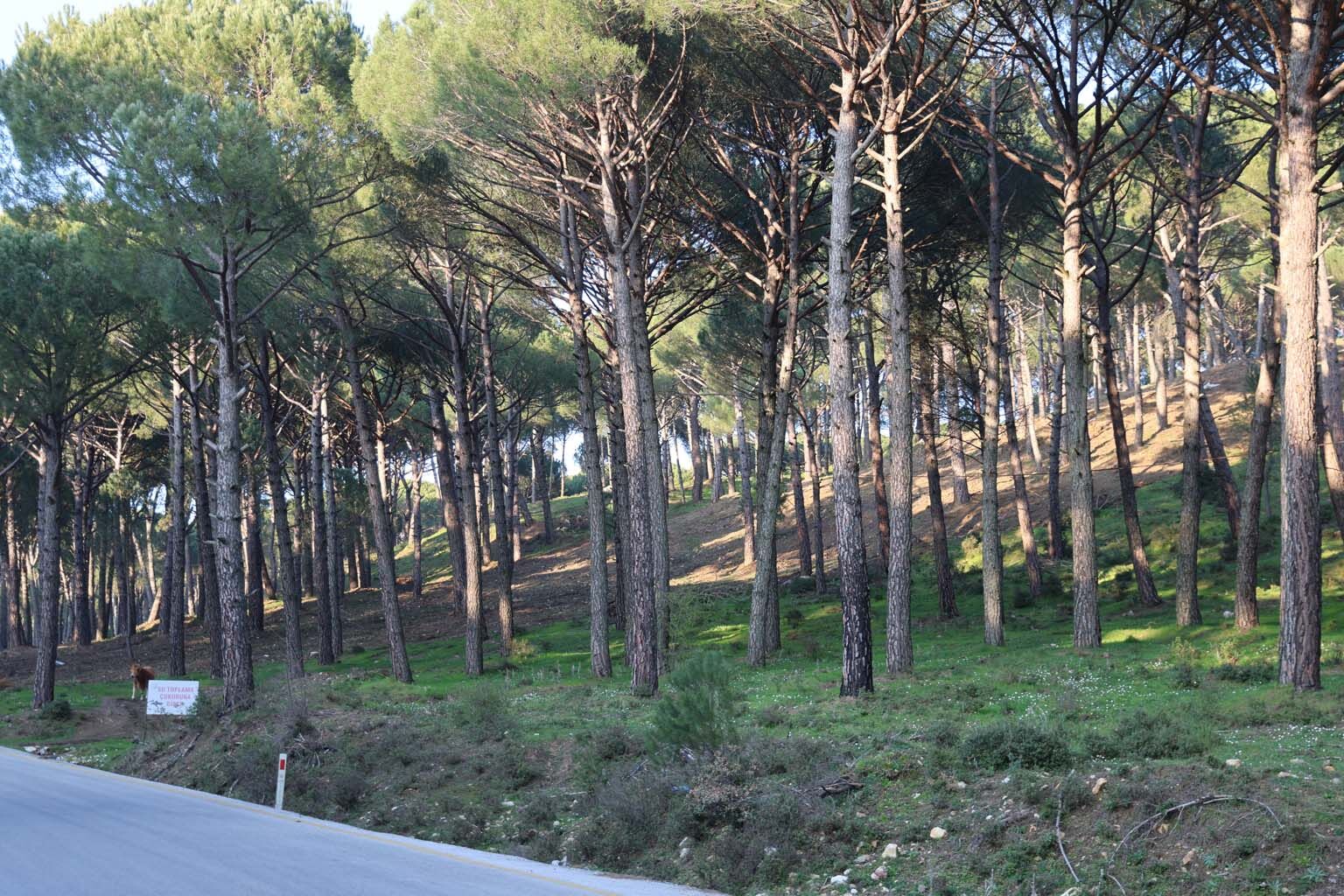 Aydın’da Altın Değerindeki Ürüne Kameralı Önlem (2)